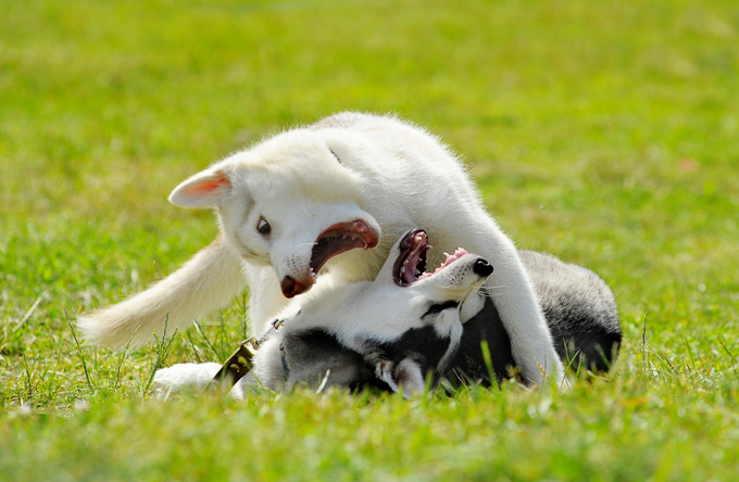 20 Pictures Of Puppies Playing