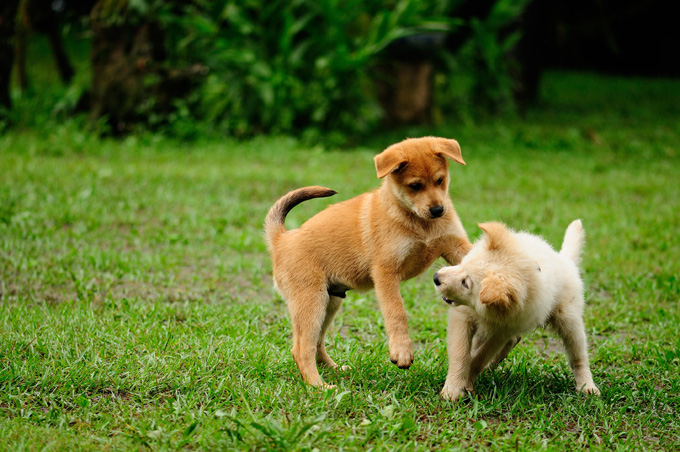 20 Pictures Of Puppies Playing