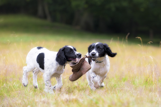 20 Pictures Of Puppies Playing