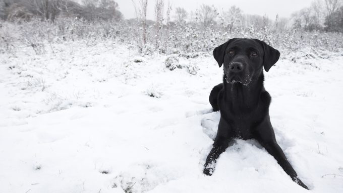 They Look Great In Snowy Photos