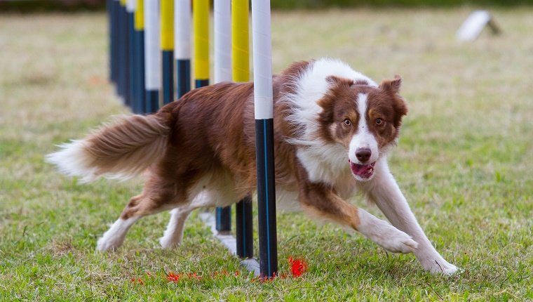 A Fun Training Session