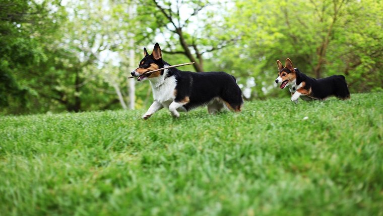 A Doggy Play Date