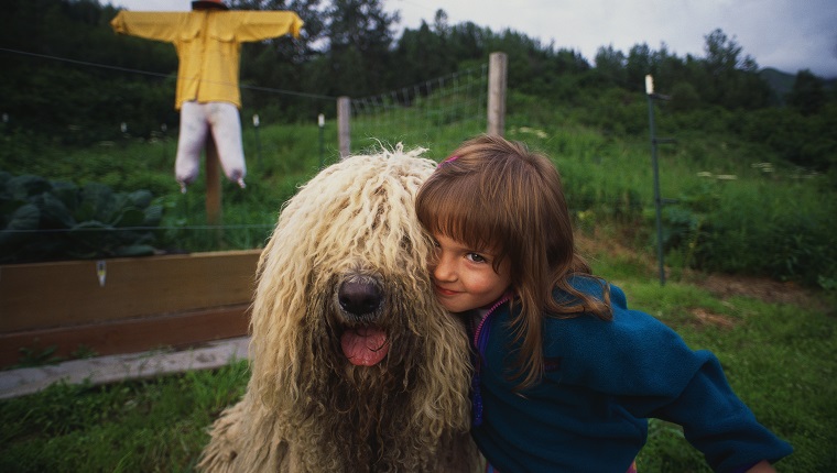 Komondor