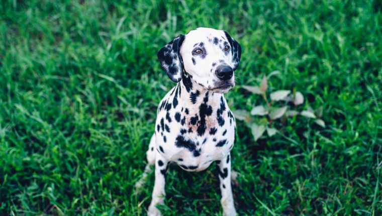 Dalmatian