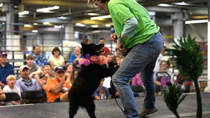 Doggo Dance Party