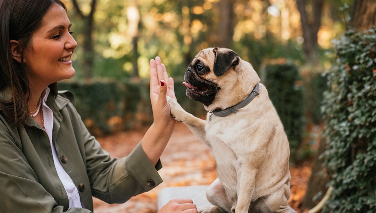 Teach Your Pup A New Trick