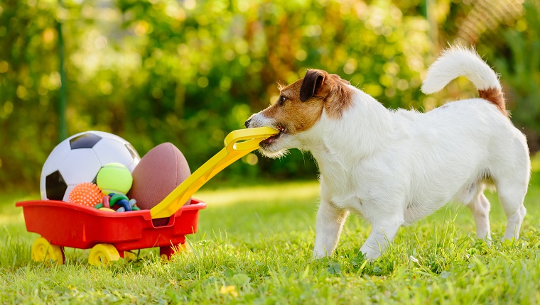 Spoil Your Pup With Toys