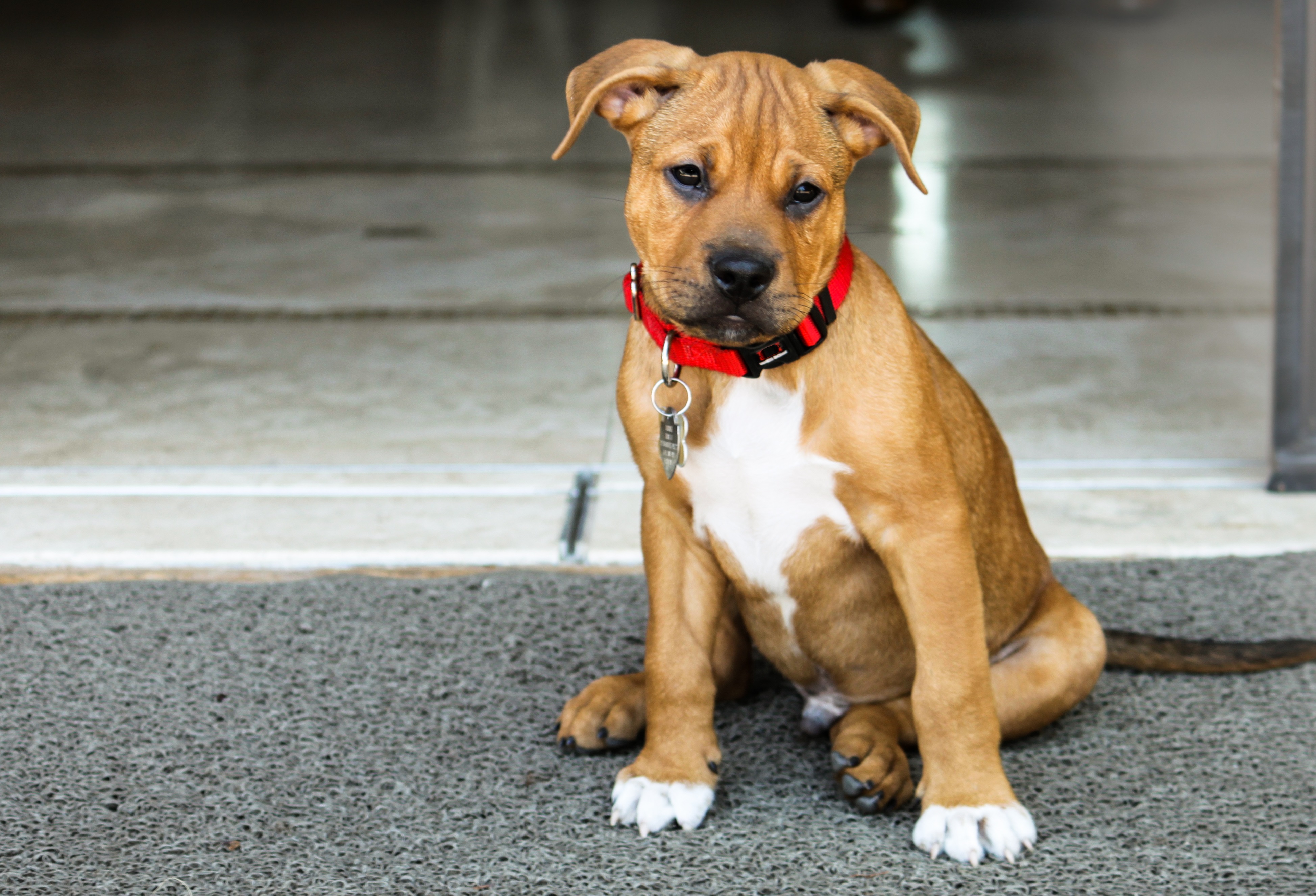 Bullboxer Pit Mixed Dog Breed Pictures