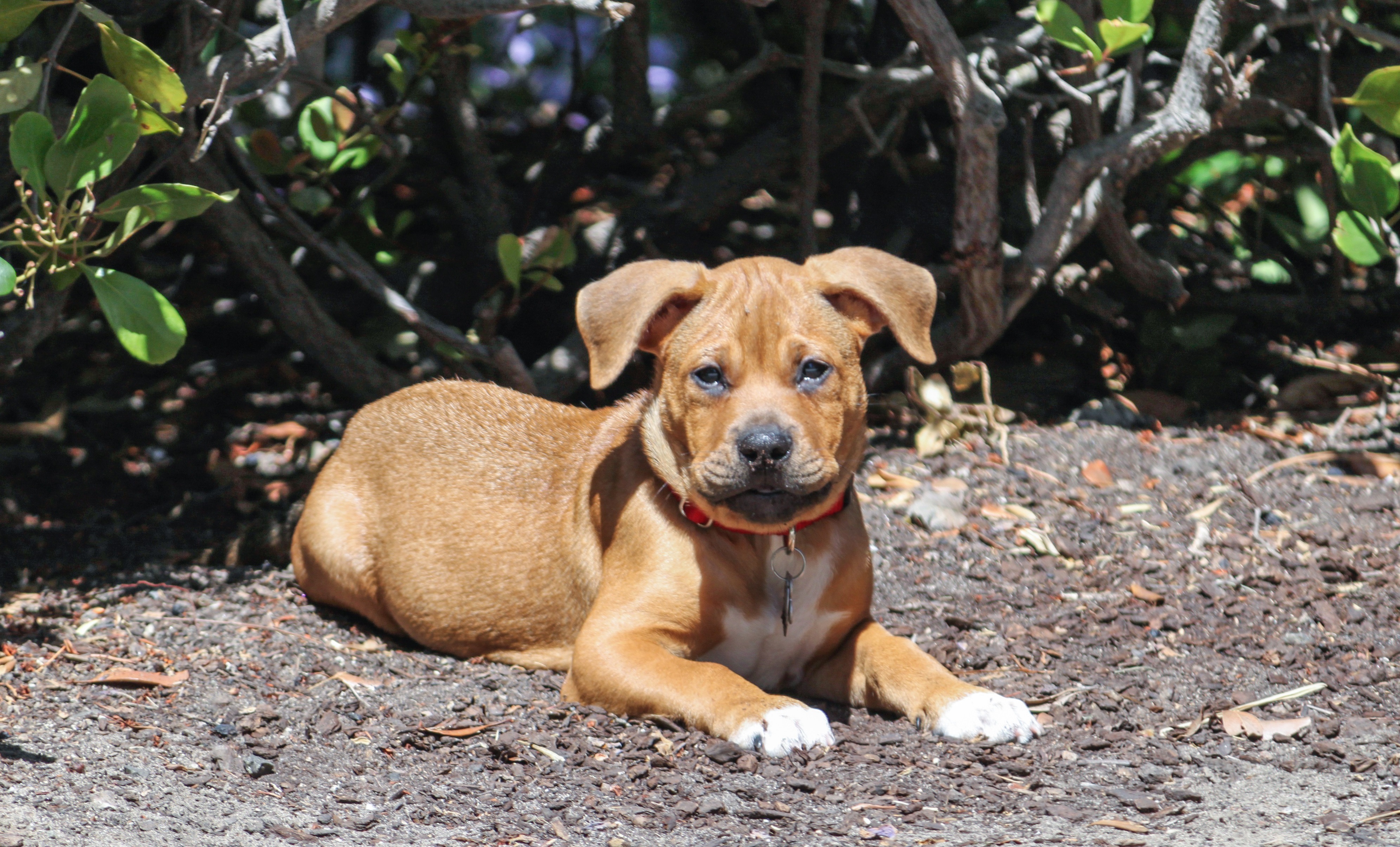 Bullboxer Pit Mixed Dog Breed Pictures