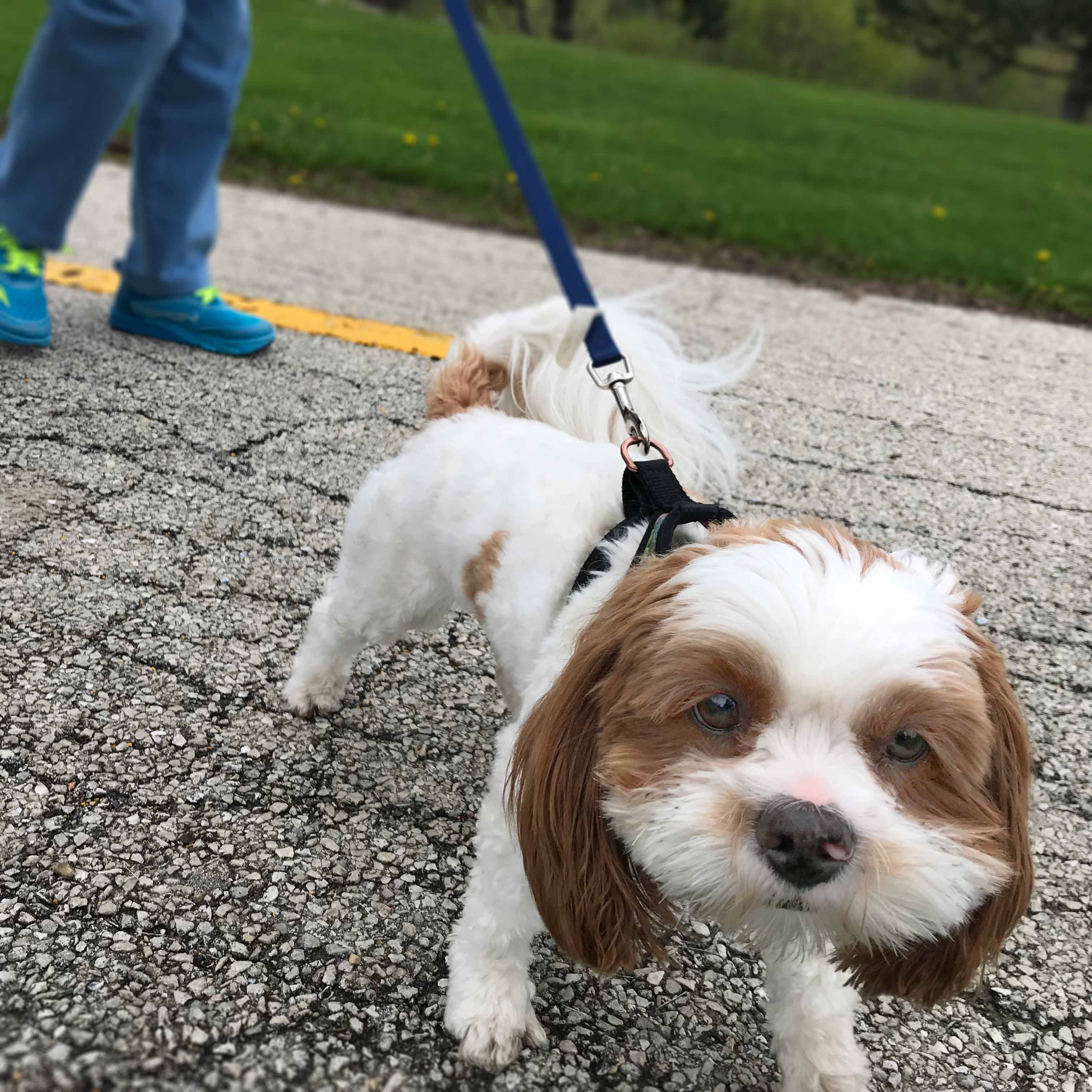 C.A.R.E.'s Strut for Strays 2019