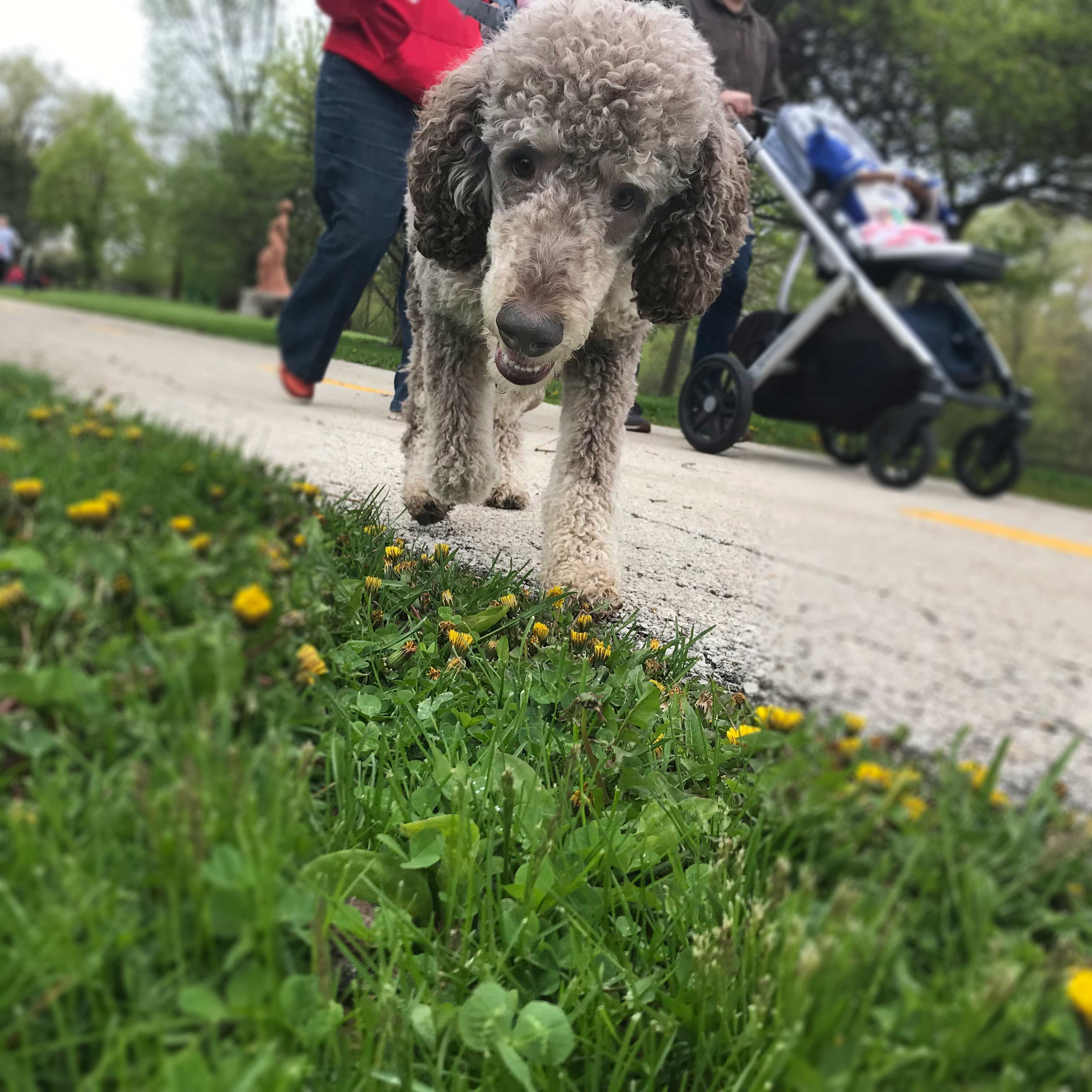 C.A.R.E.'s Strut for Strays 2019