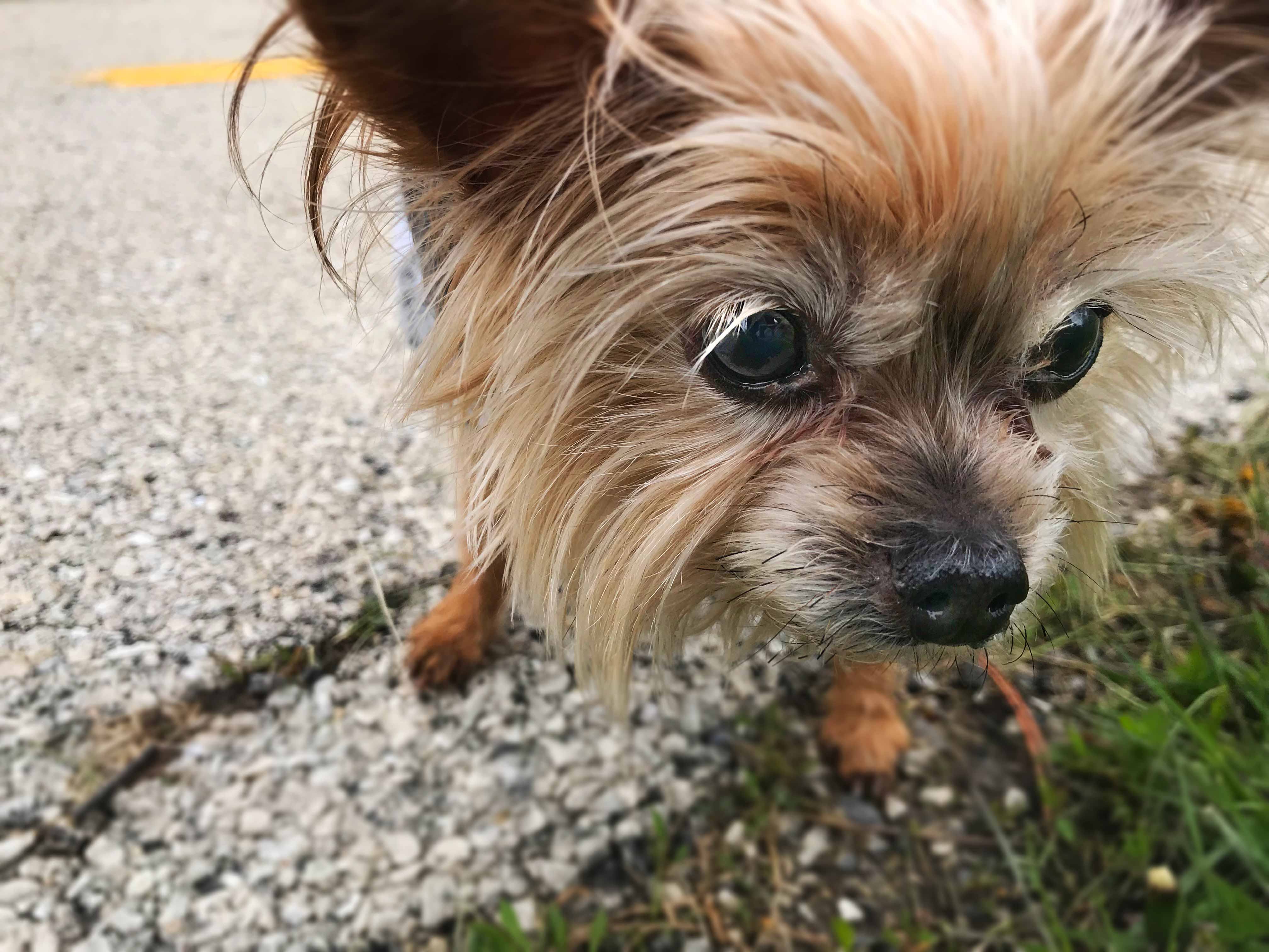 C.A.R.E.'s Strut for Strays 2019