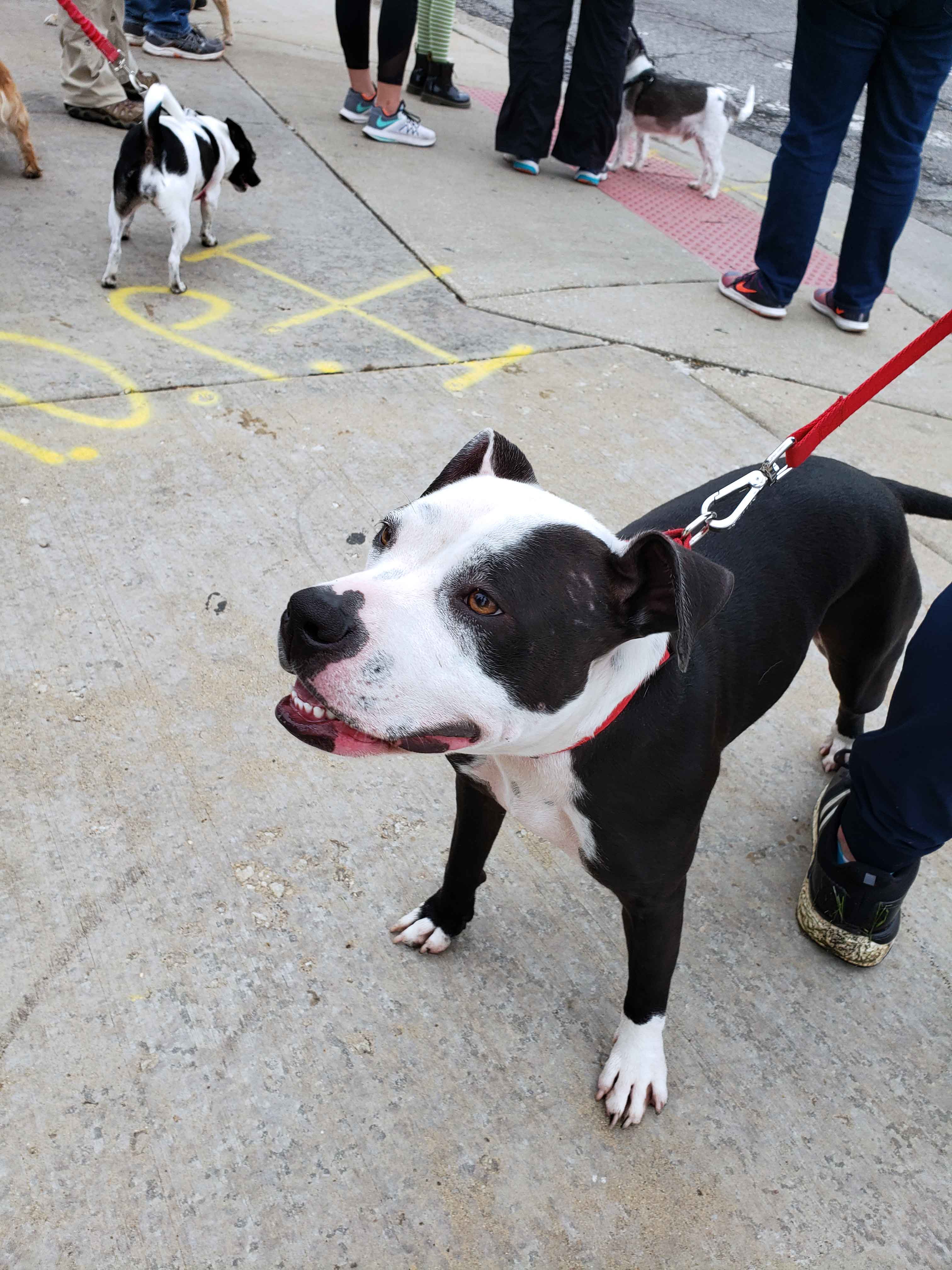 C.A.R.E.'s Strut for Strays 2019