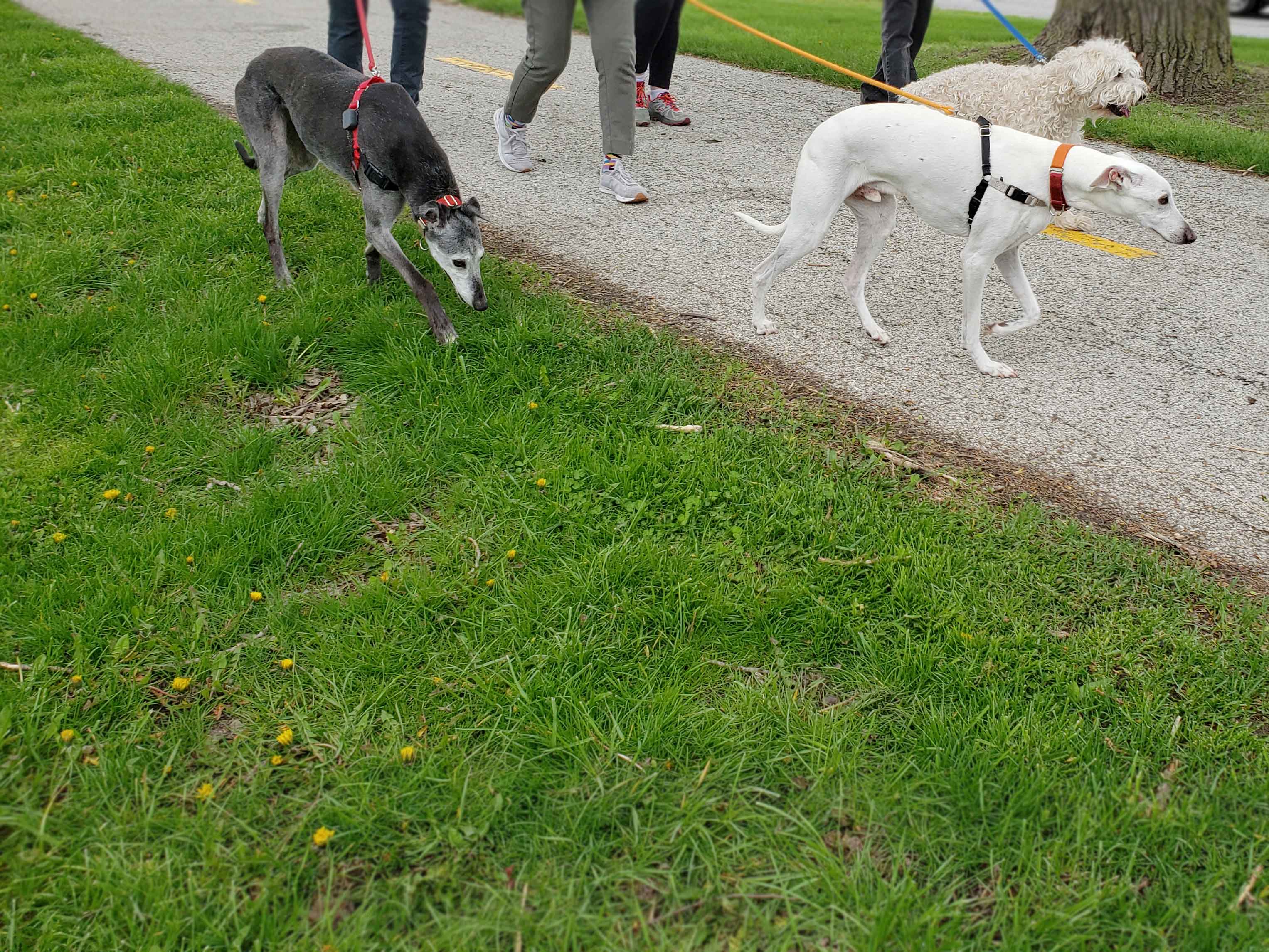 C.A.R.E.'s Strut for Strays 2019