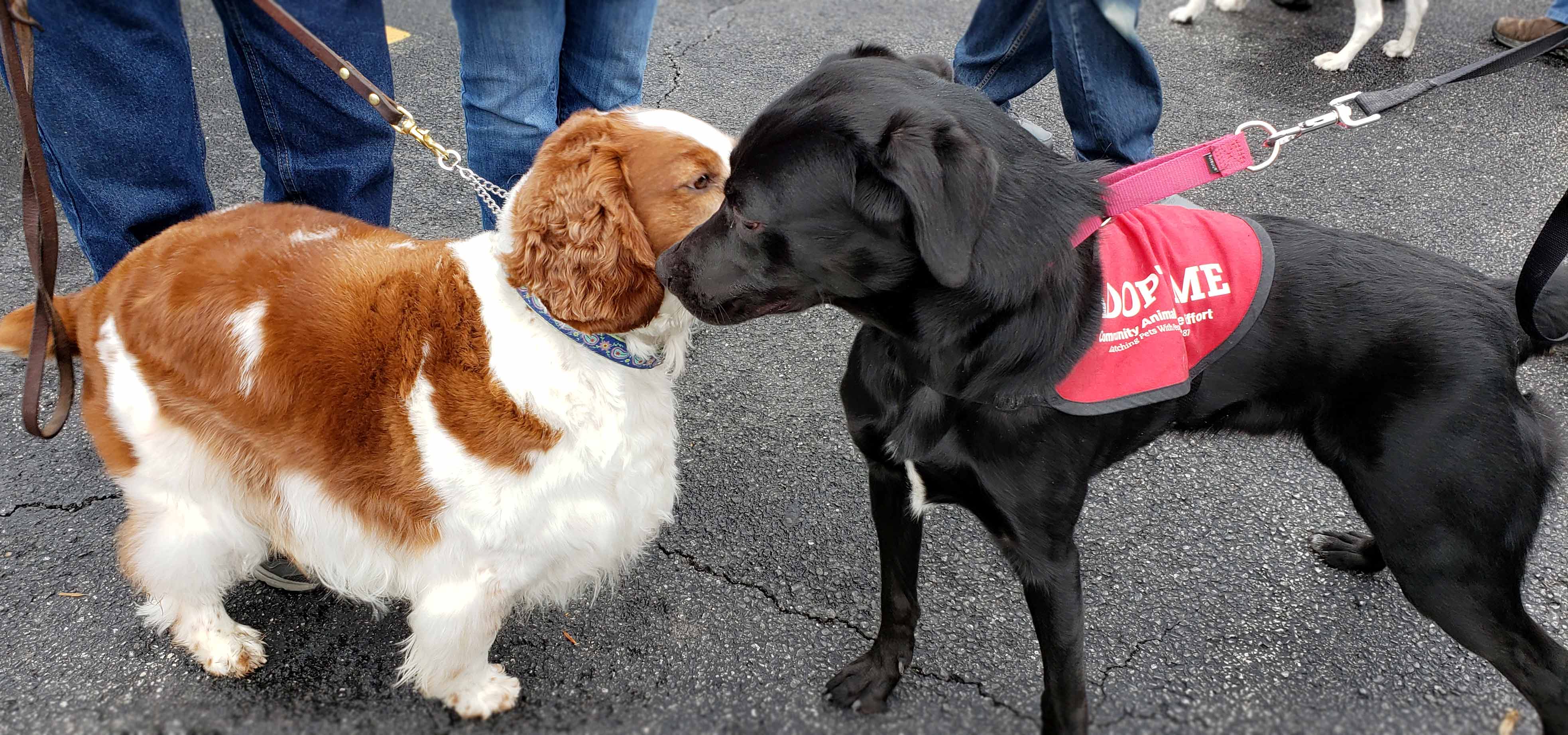 C.A.R.E.'s Strut for Strays 2019