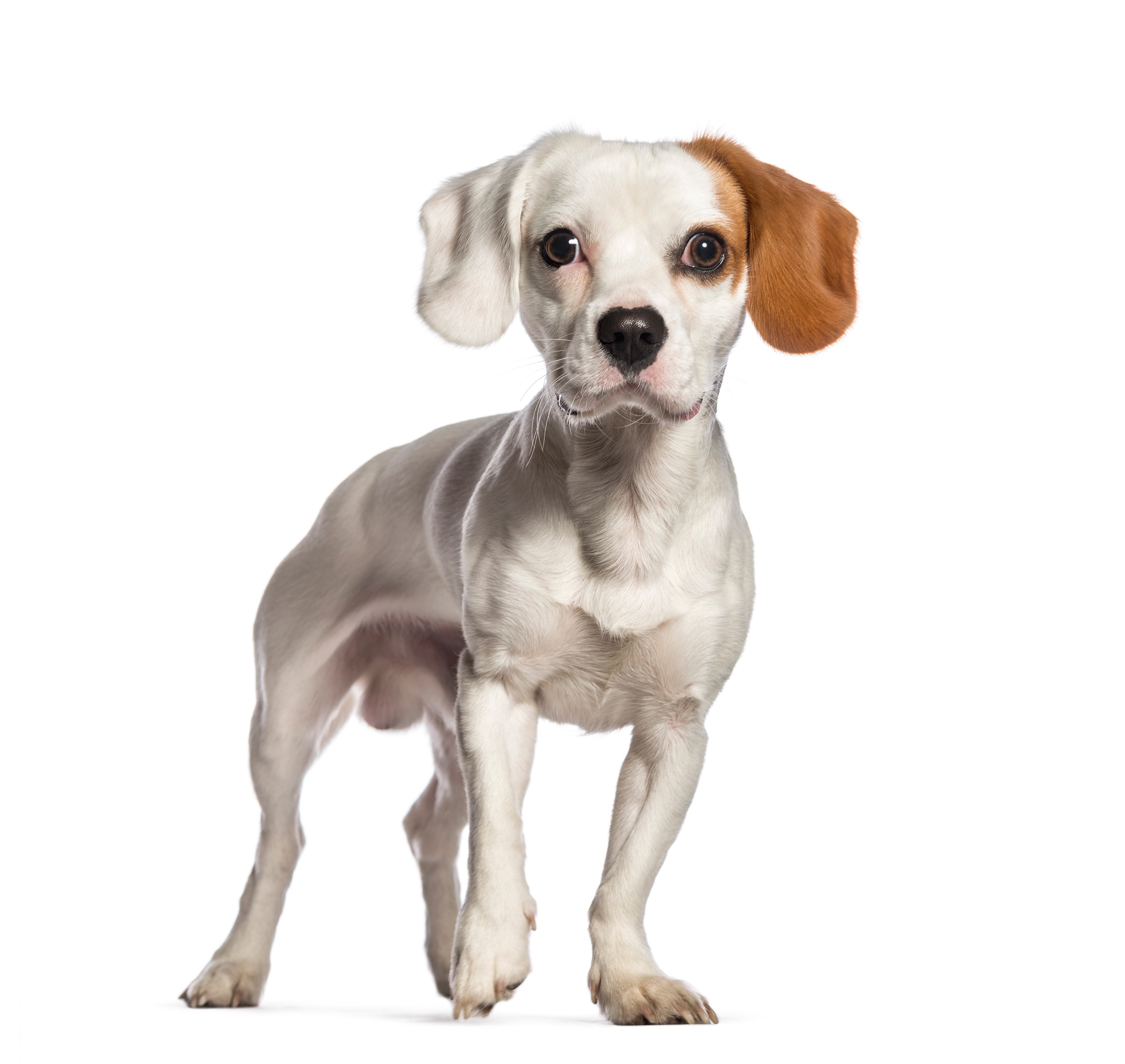 Cav-A-Jack Mixed Dog Breed Pictures