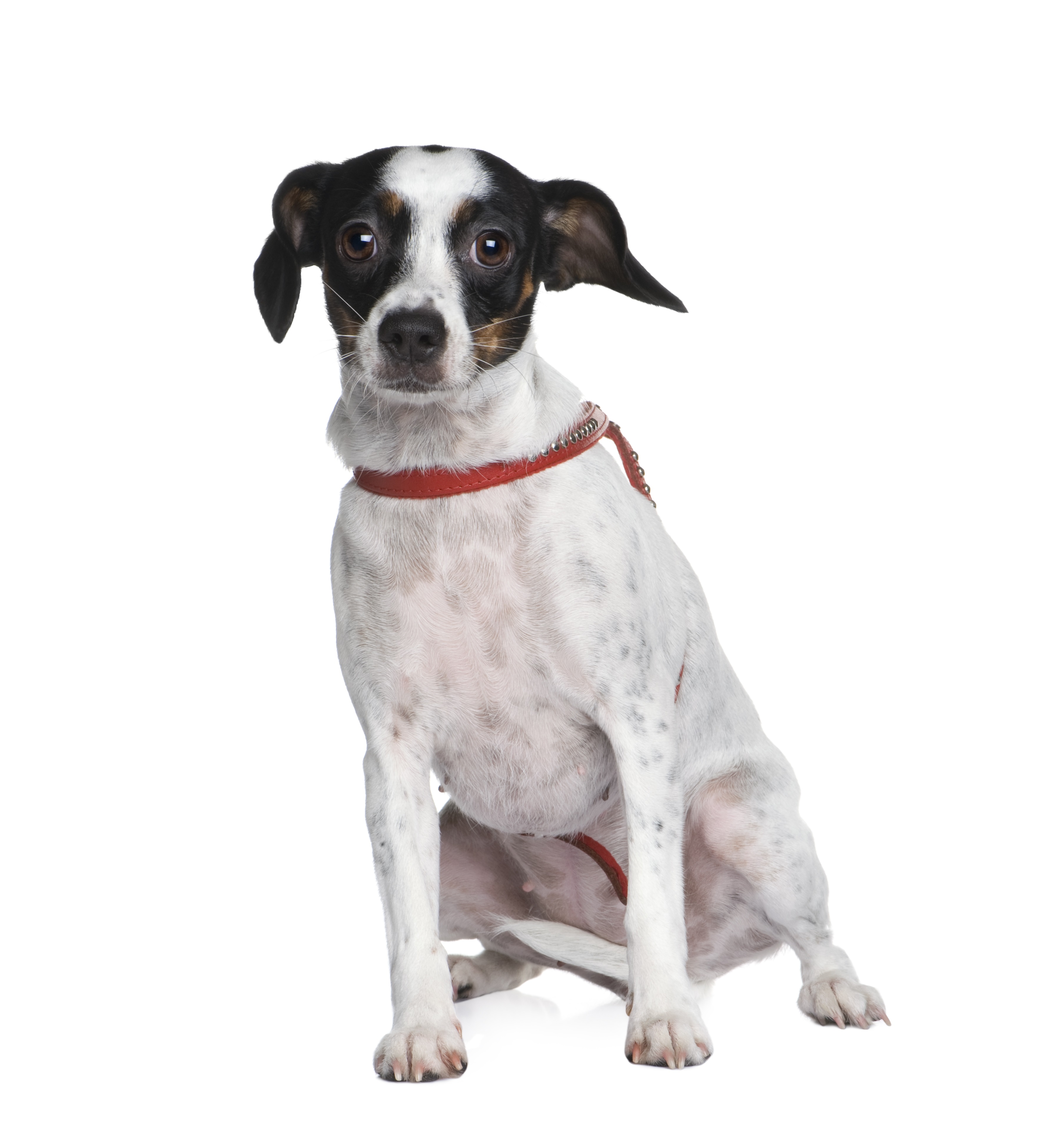 Cav-A-Jack Mixed Dog Breed Pictures