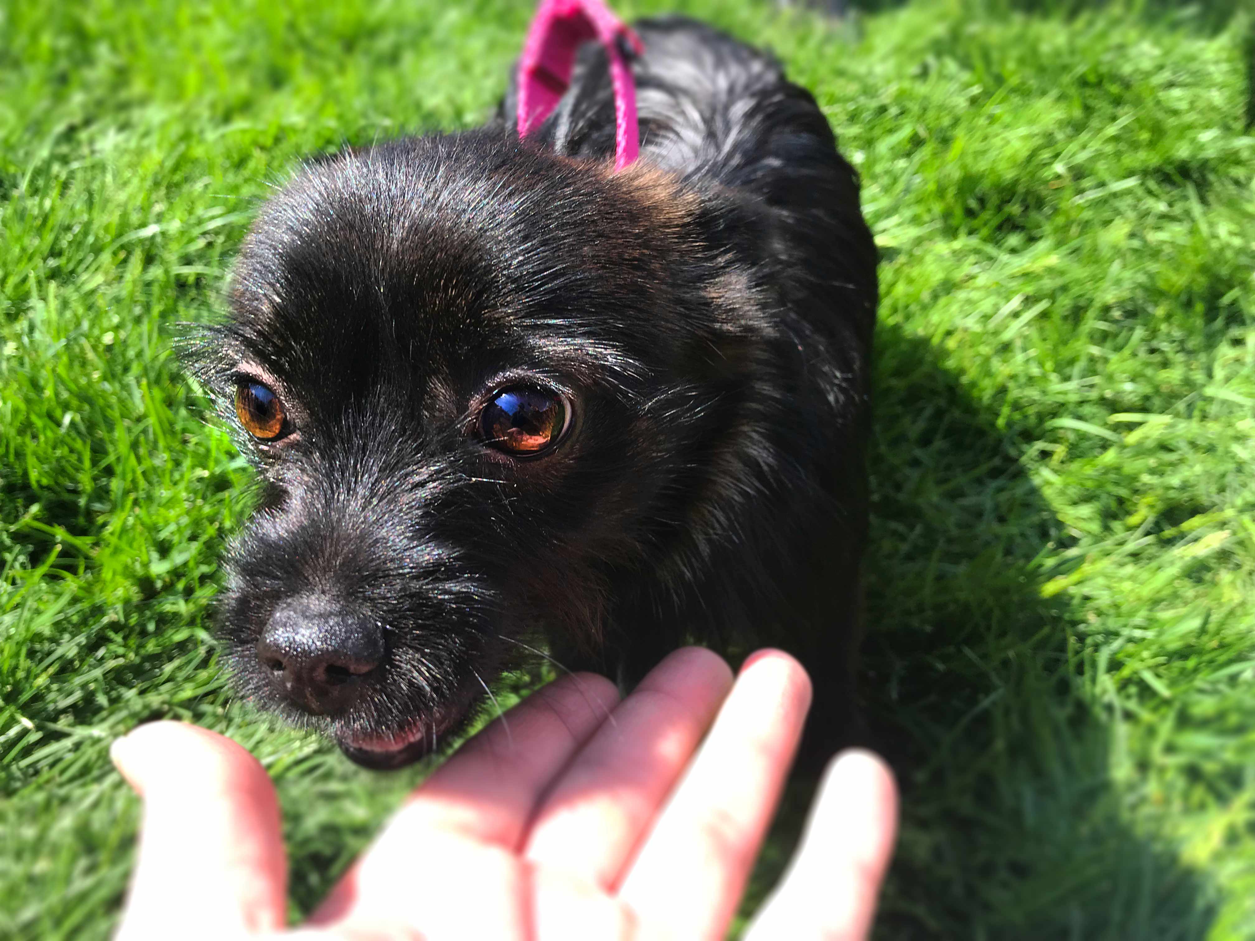 Chicago's Bark In The Park 2019