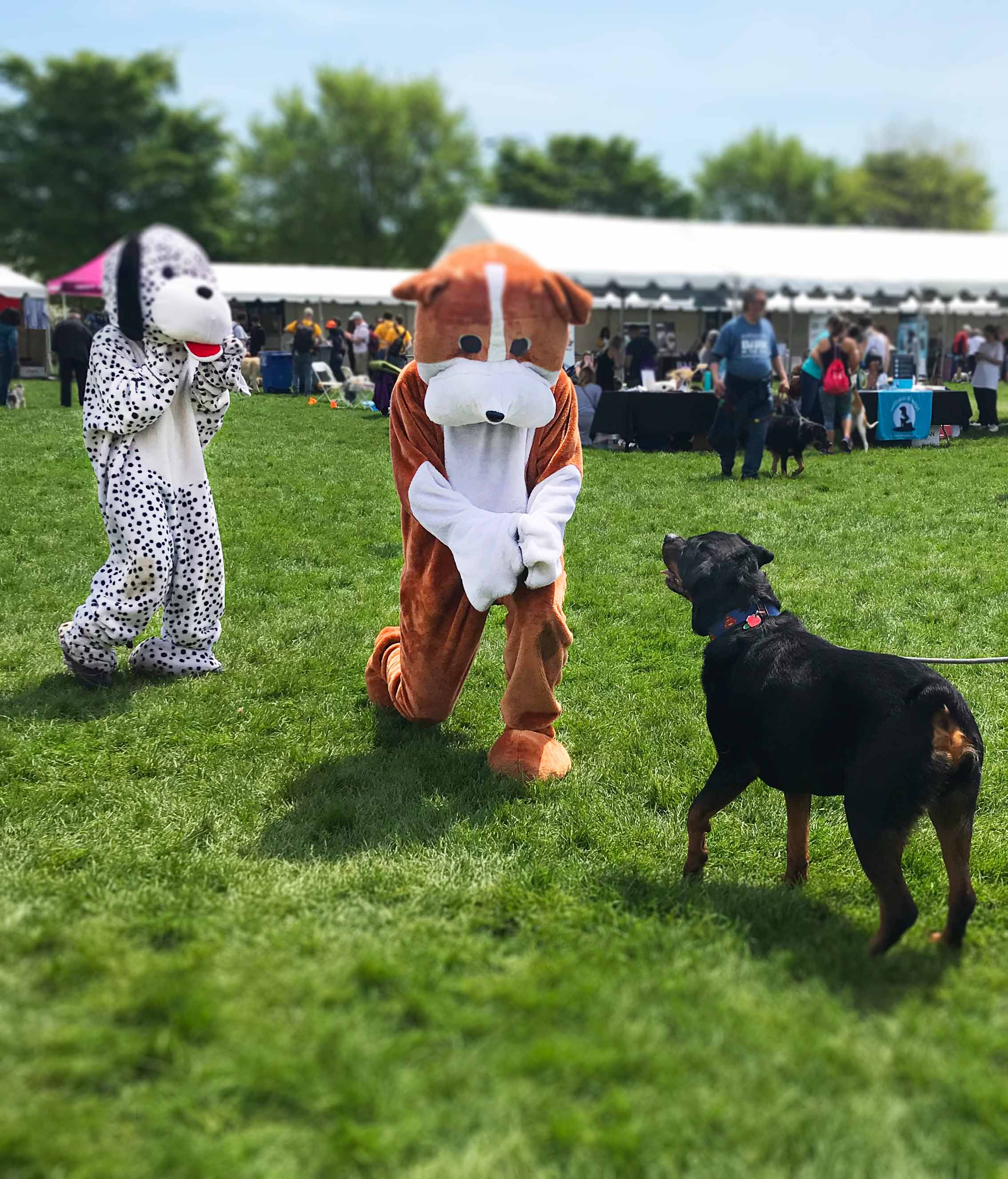 Chicago's Bark In The Park 2019