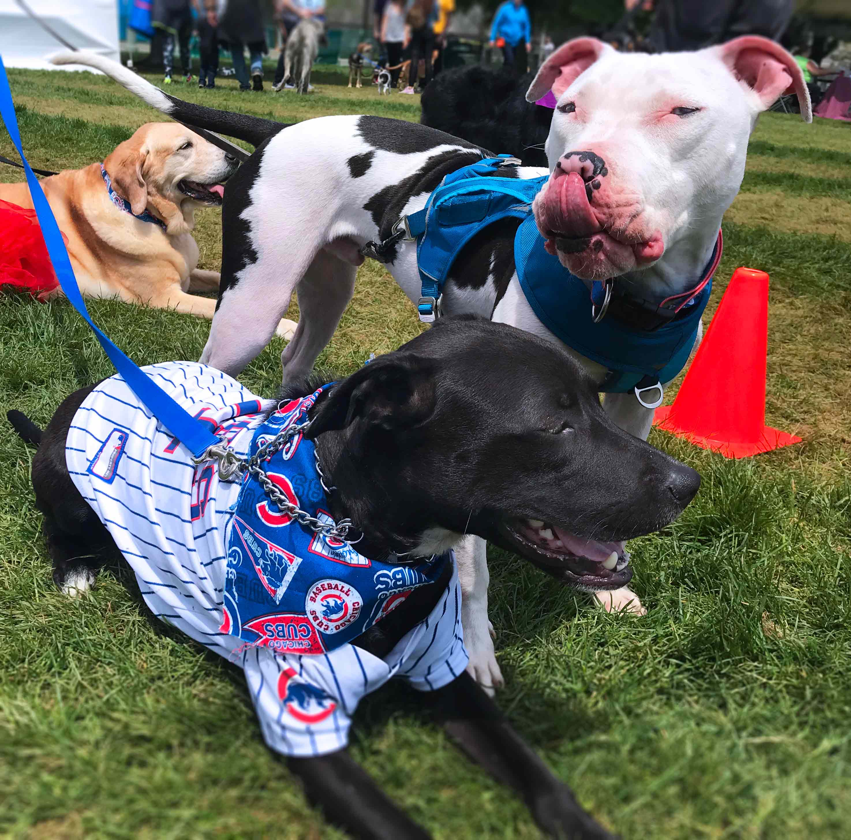 Chicago's Bark In The Park 2019