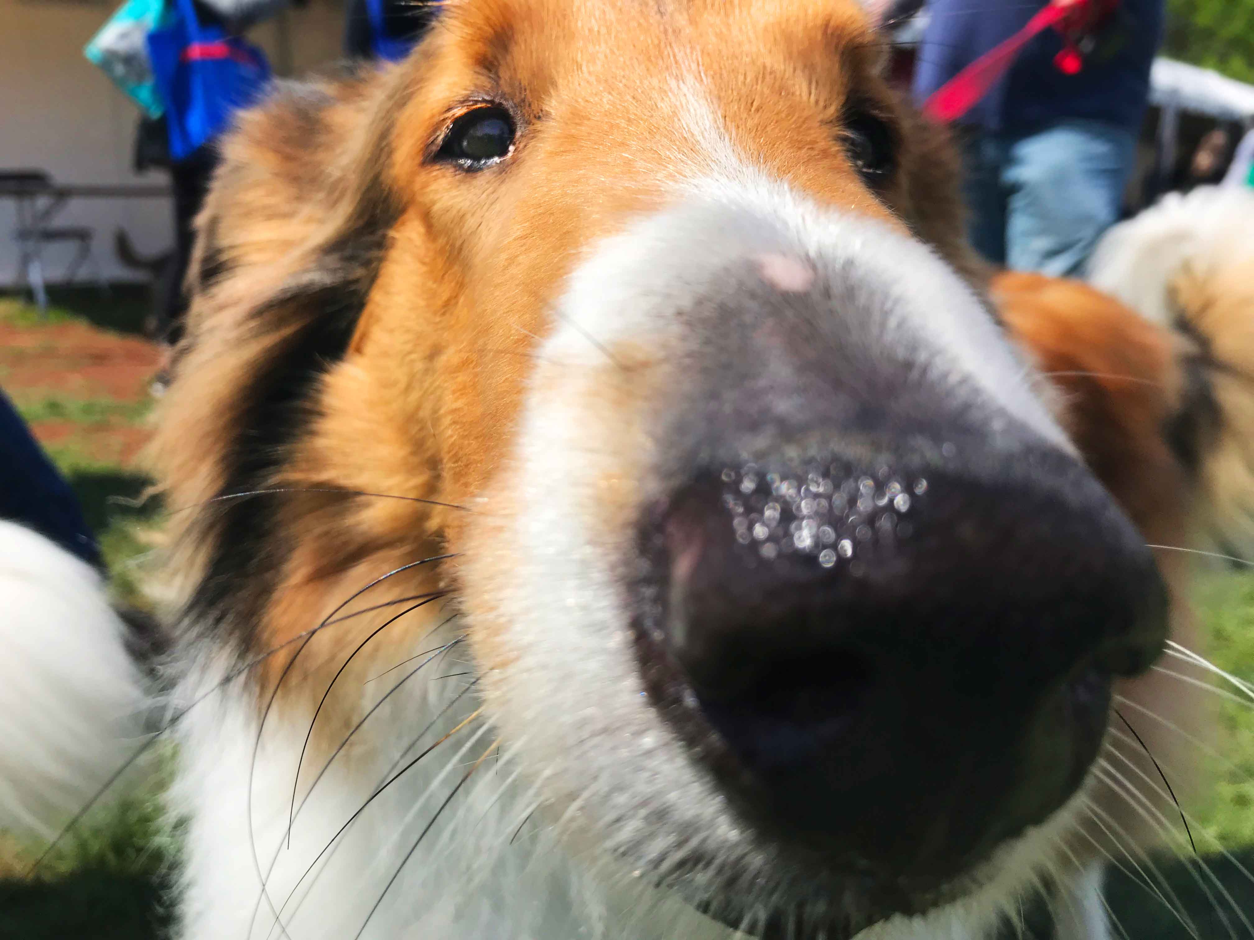 Chicago's Bark In The Park 2019