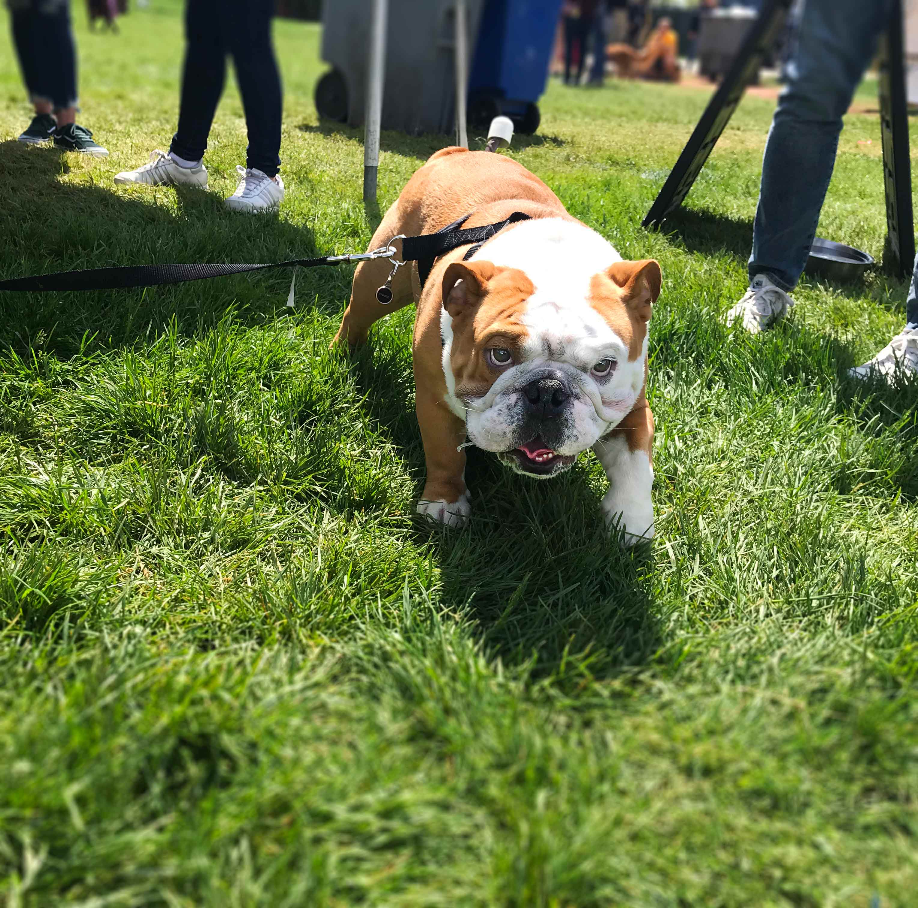 Chicago's Bark In The Park 2019