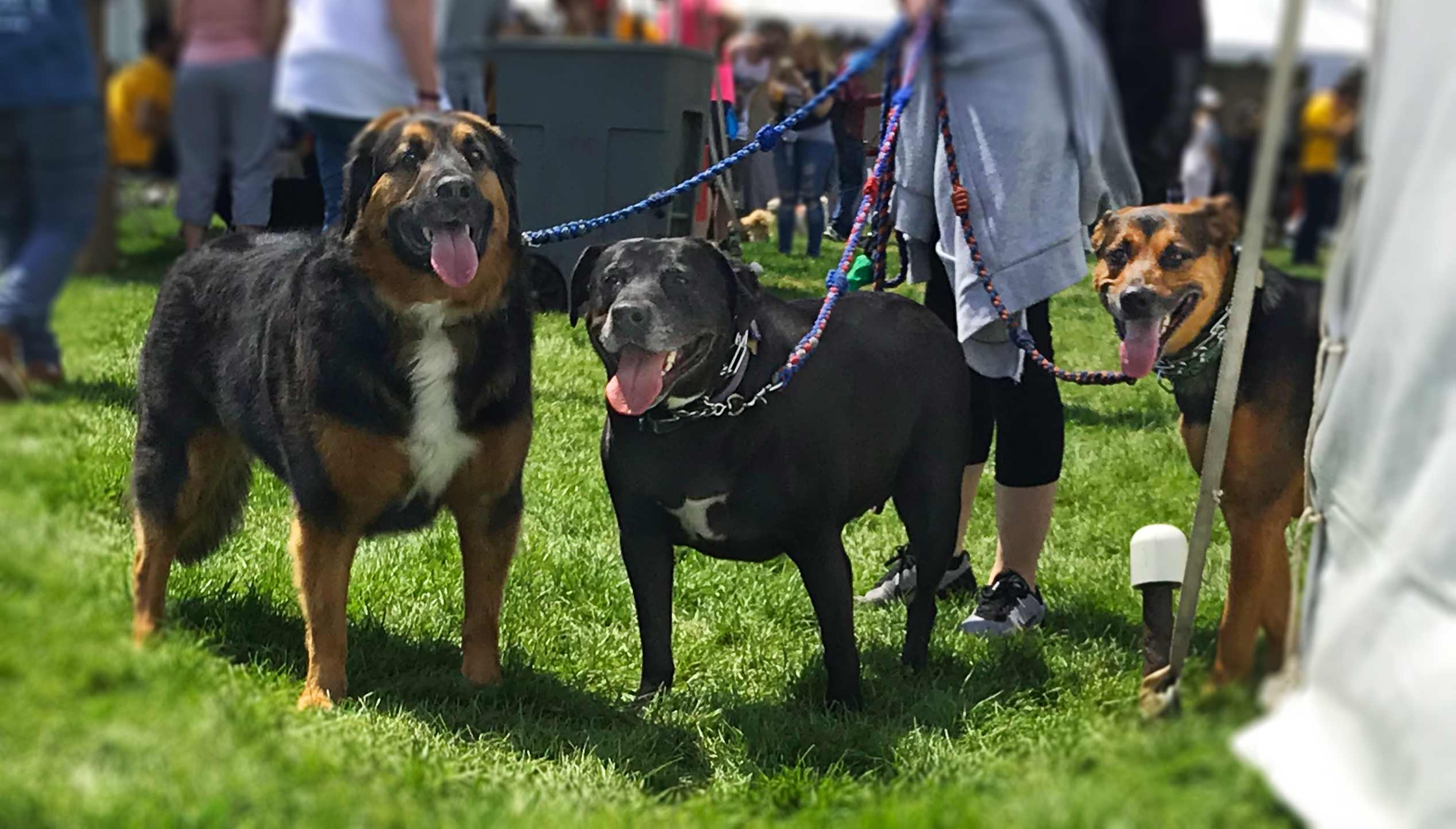 Chicago's Bark In The Park 2019