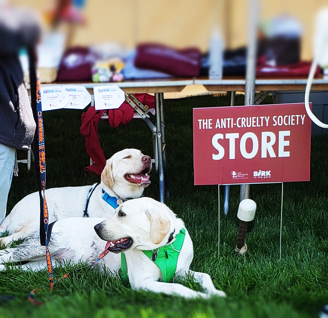 Chicago's Bark In The Park 2019