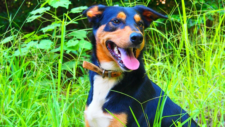 Australian Kelpie