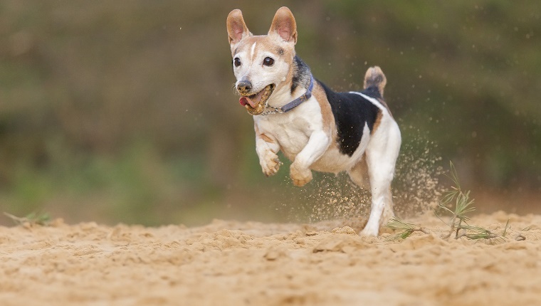 Jack Russell Terrier