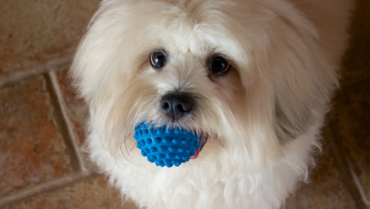 Lhasa Apso