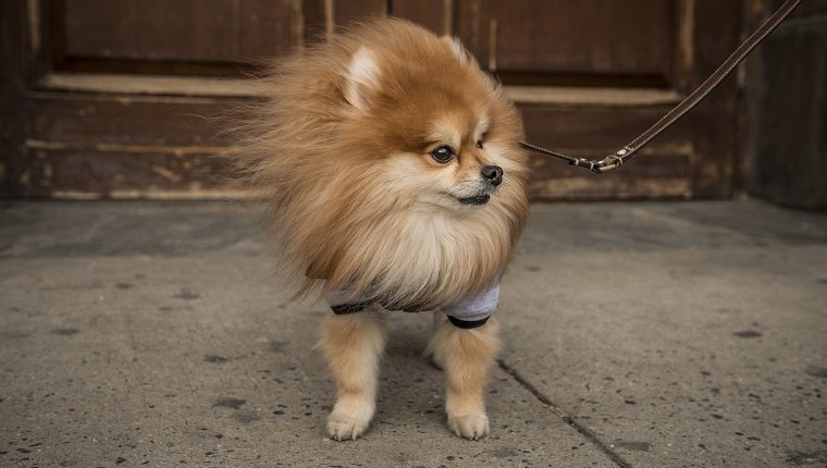 Pomeranian