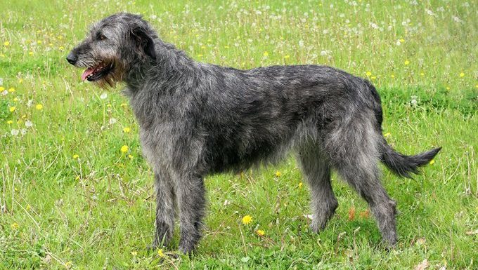 Irish Wolf Hound