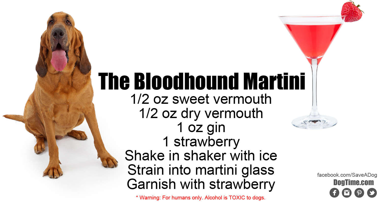 Bloodhound Martini Cocktail Recipe