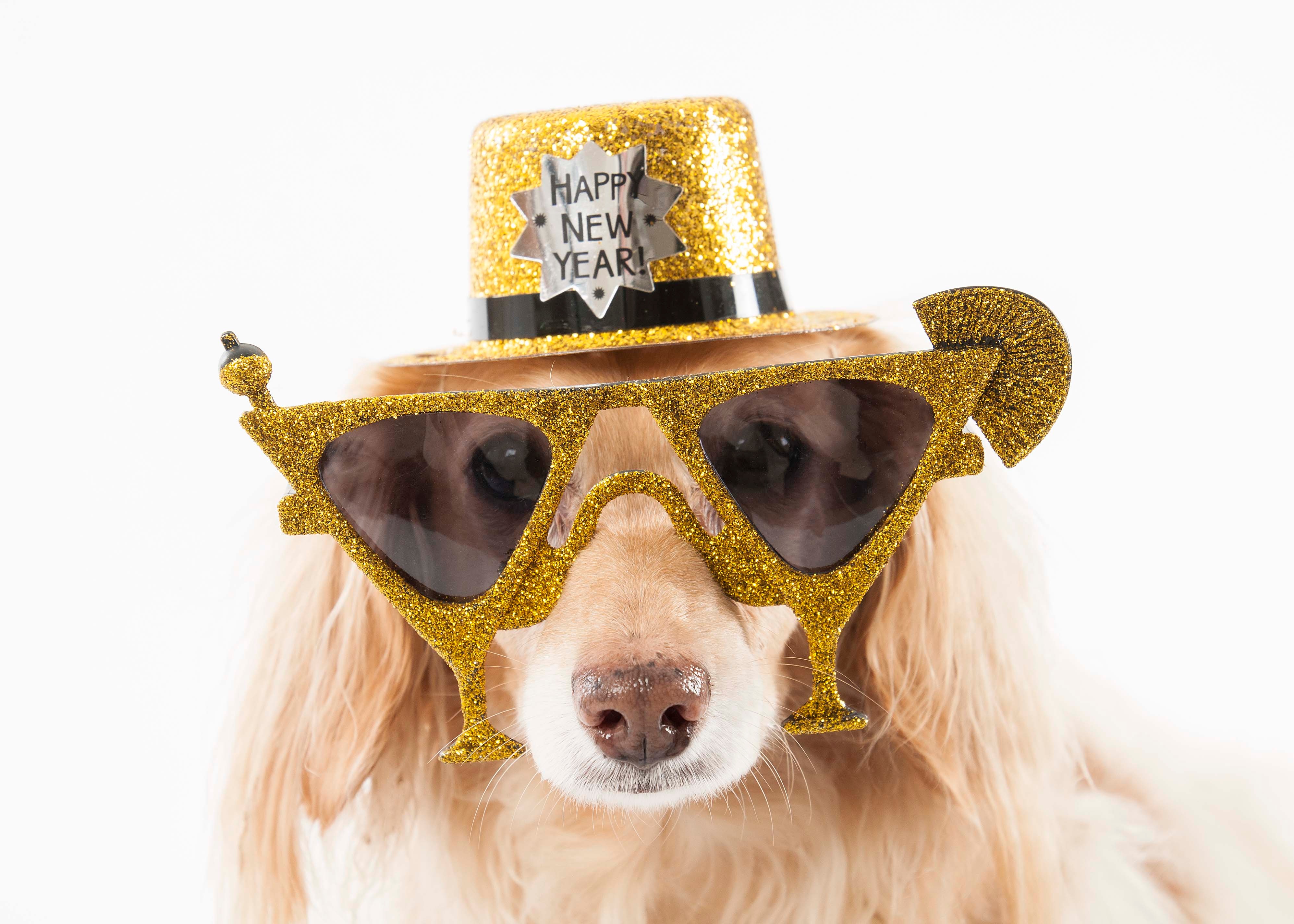 Dogs Celebrating New Year's Eve