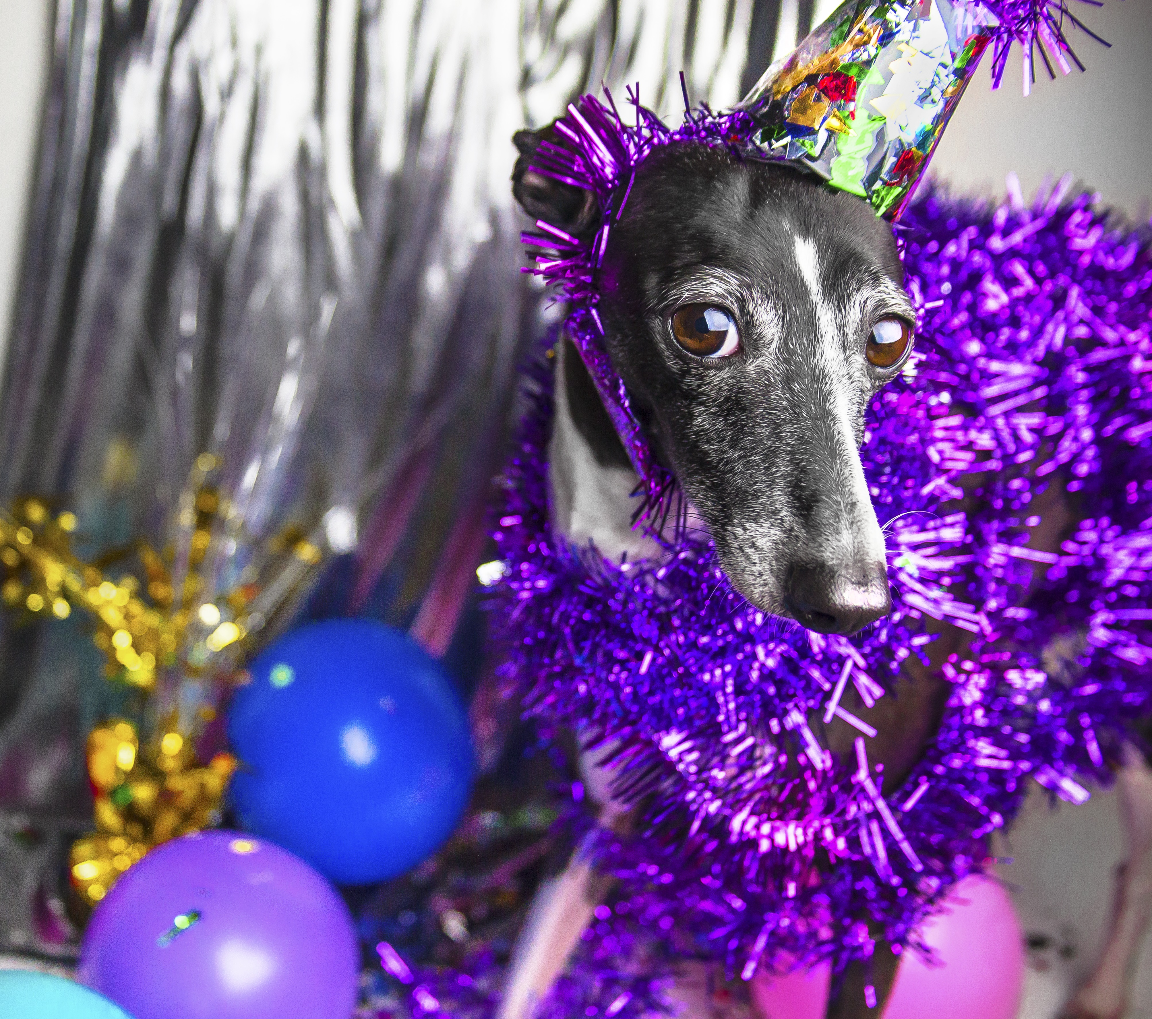 Dogs Celebrating New Year's Eve