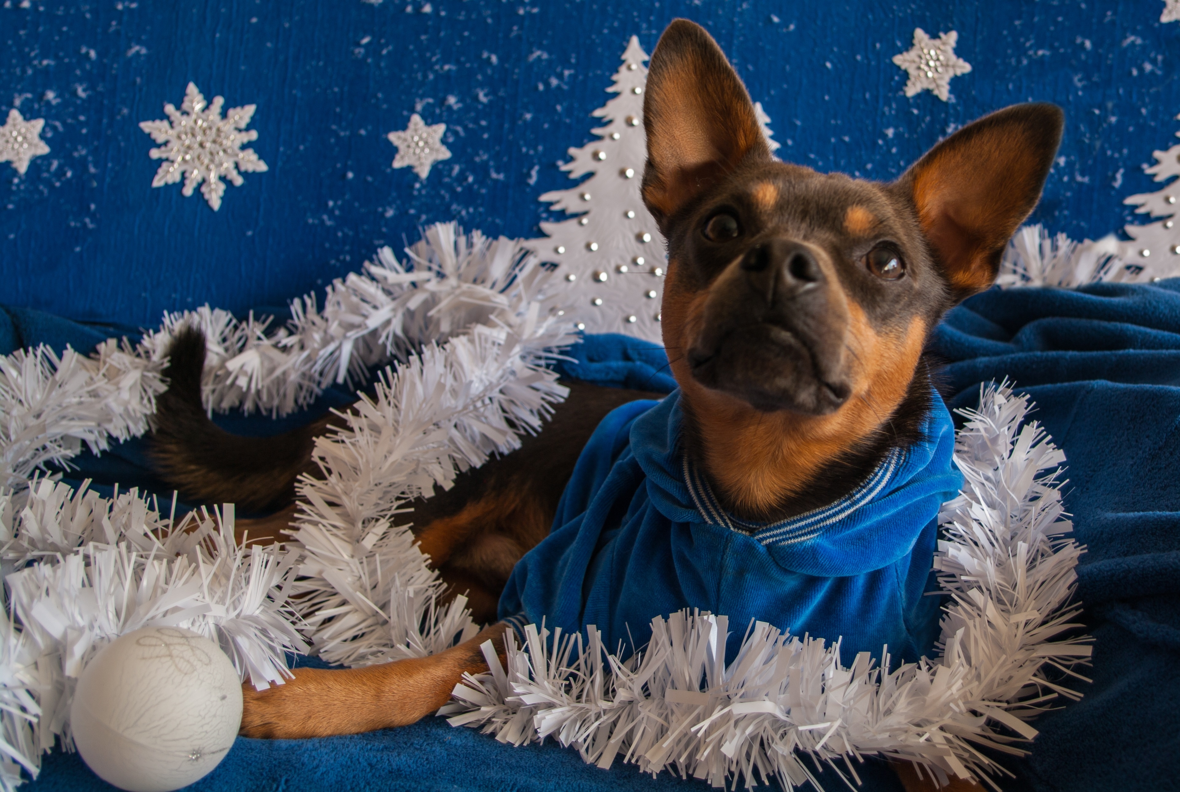 Dogs Celebrating New Year's Eve