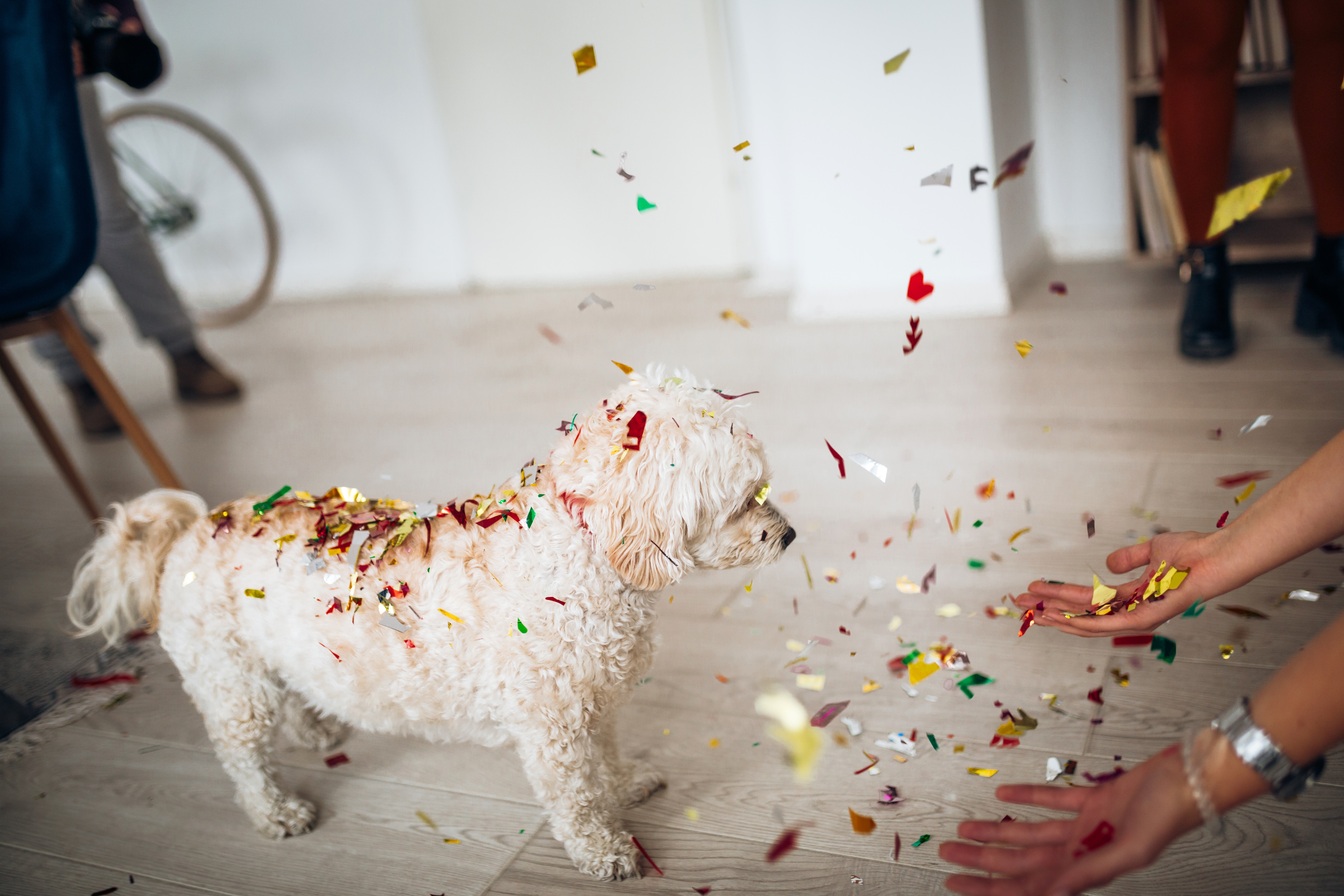 Dogs Celebrating New Year's Eve