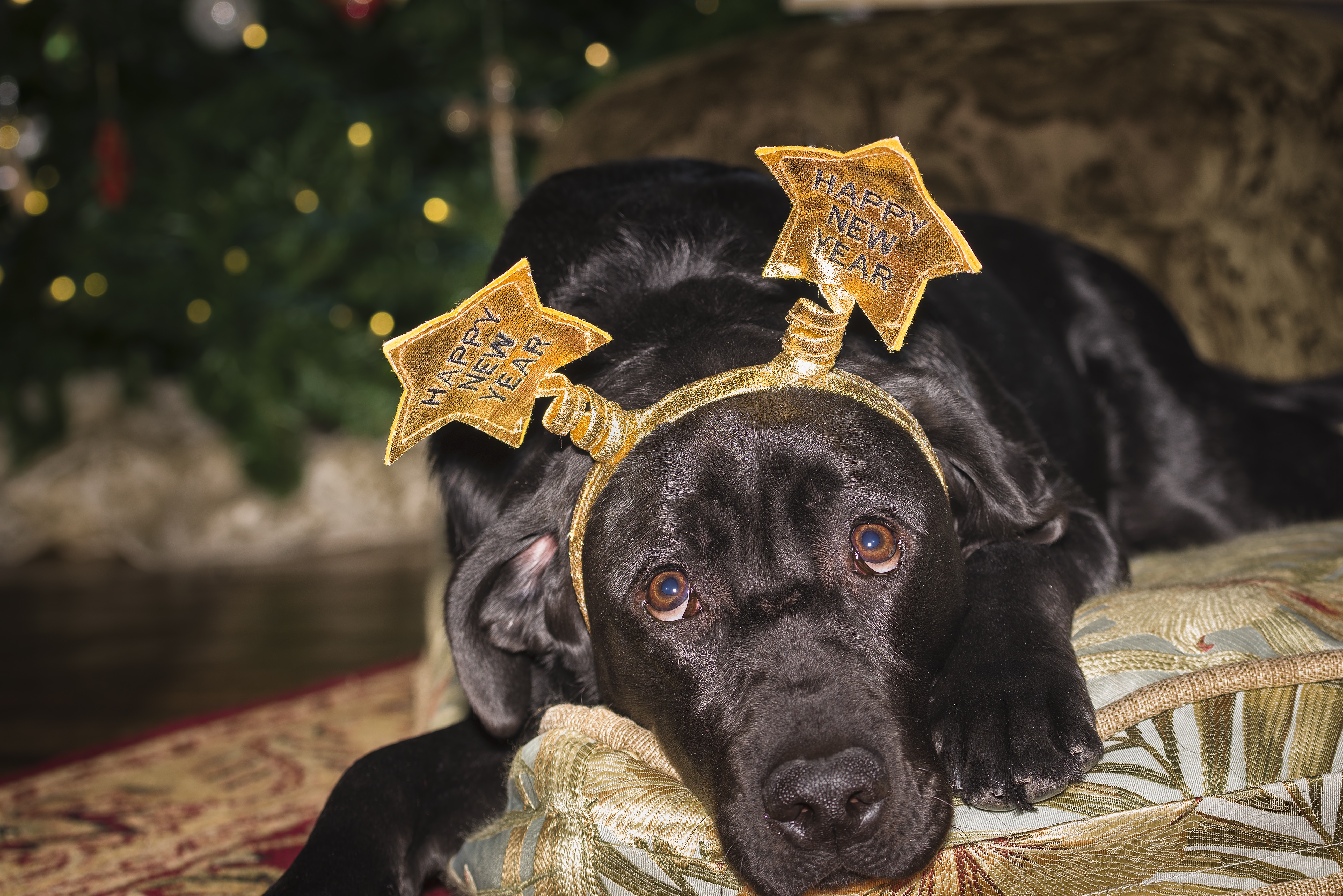 Dogs Celebrating New Year's Eve