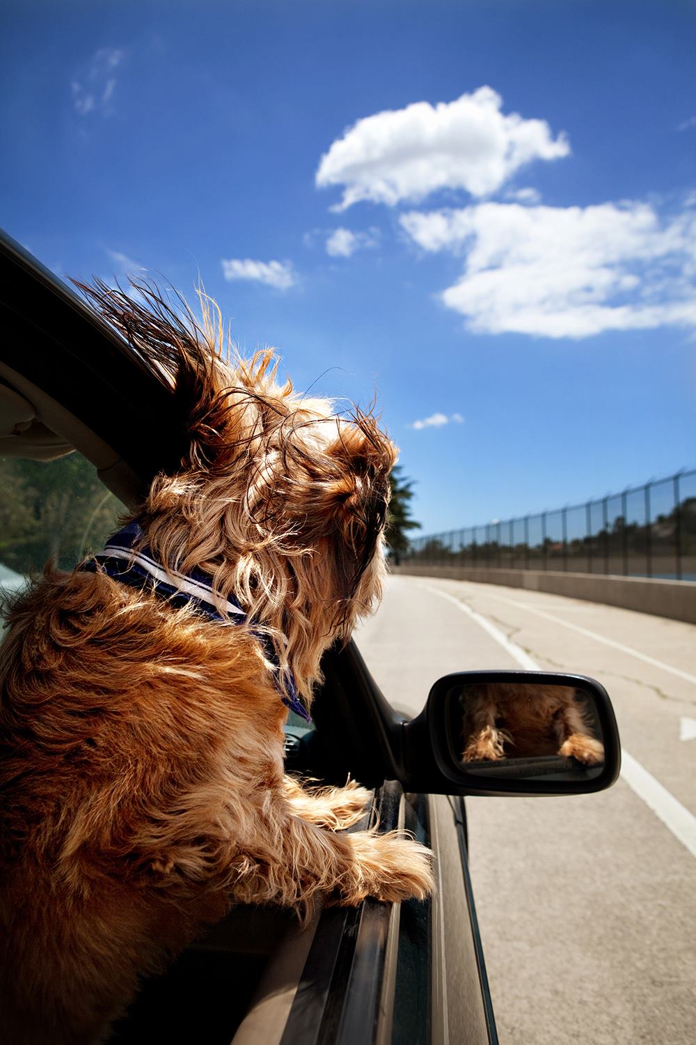 Dogs In Cars