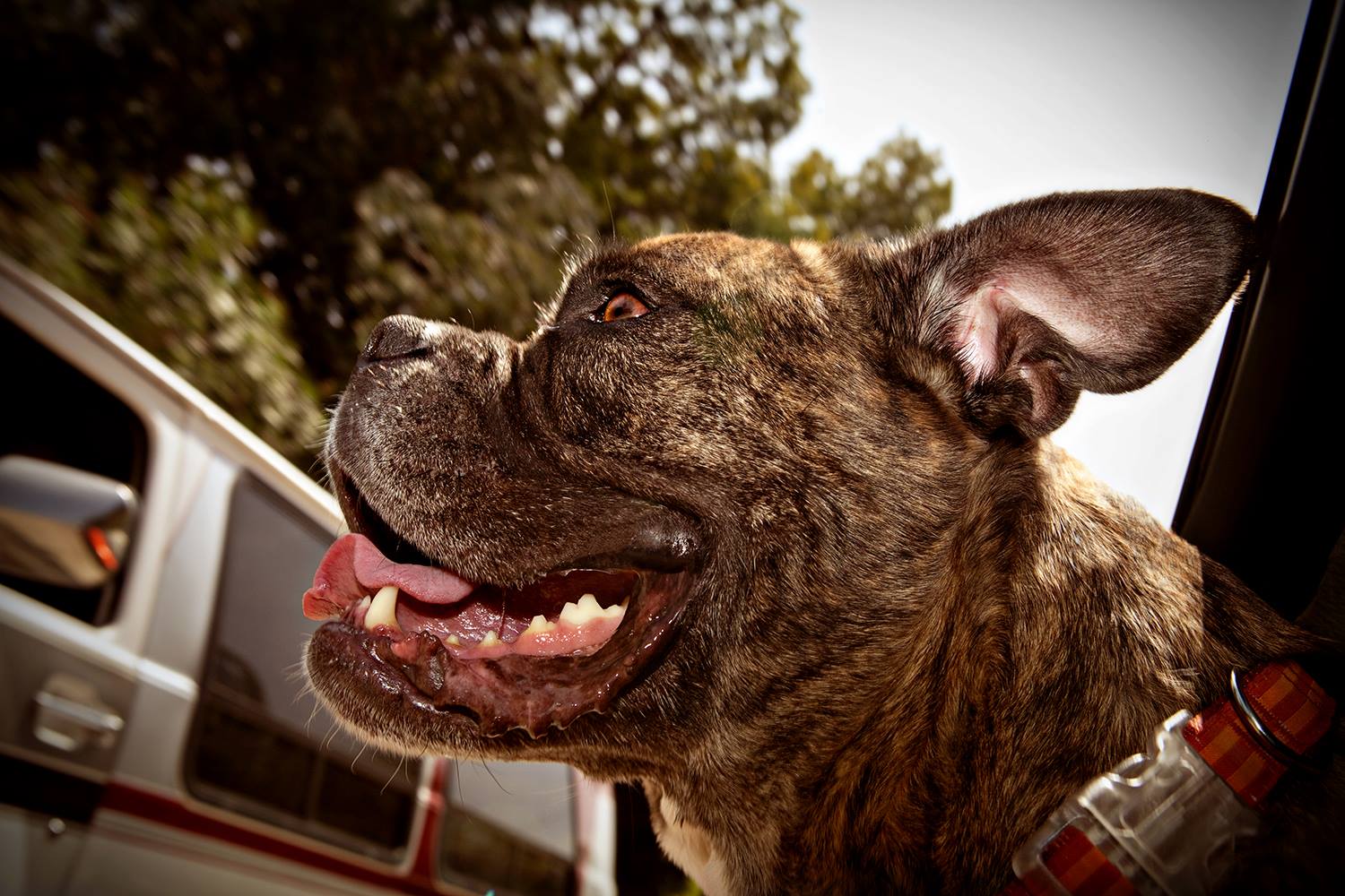 Dogs In Cars