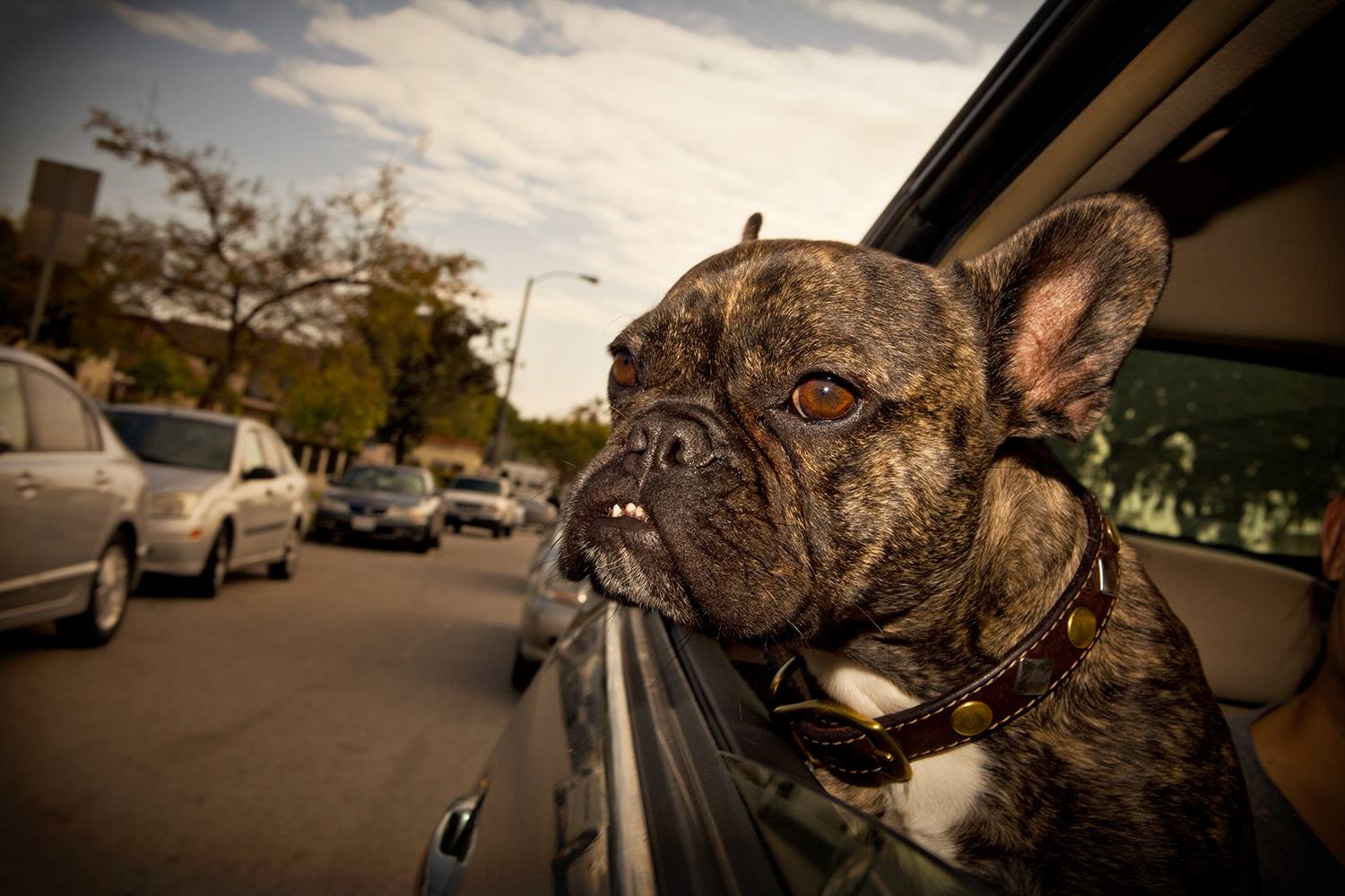 Dogs In Cars