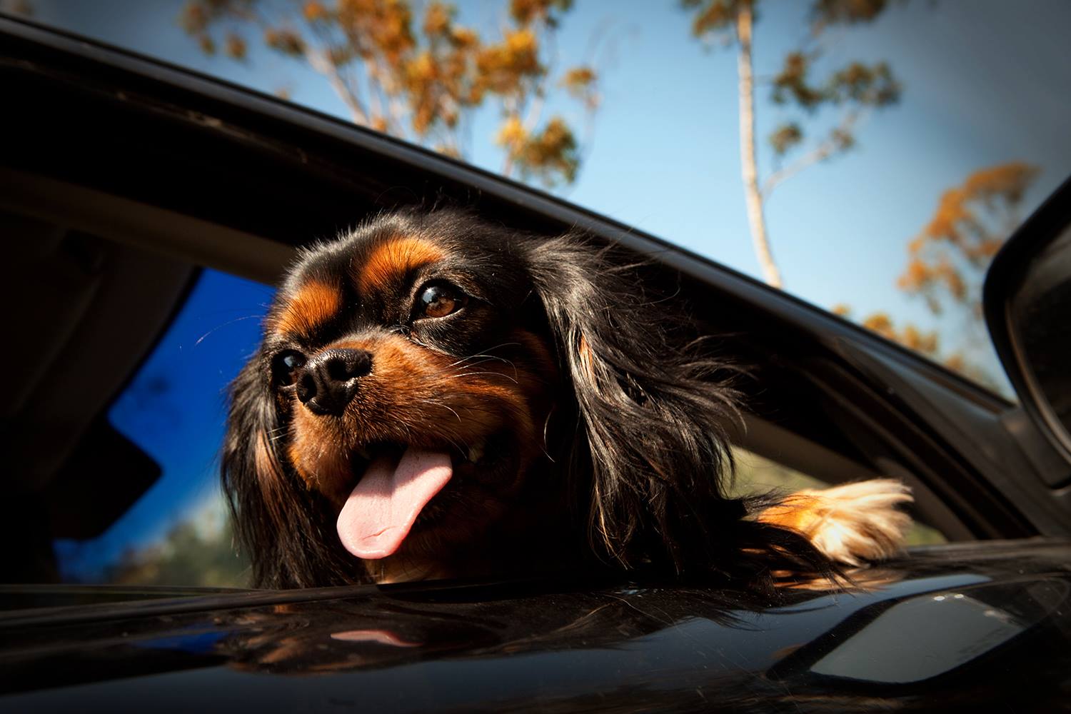 Dogs In Cars