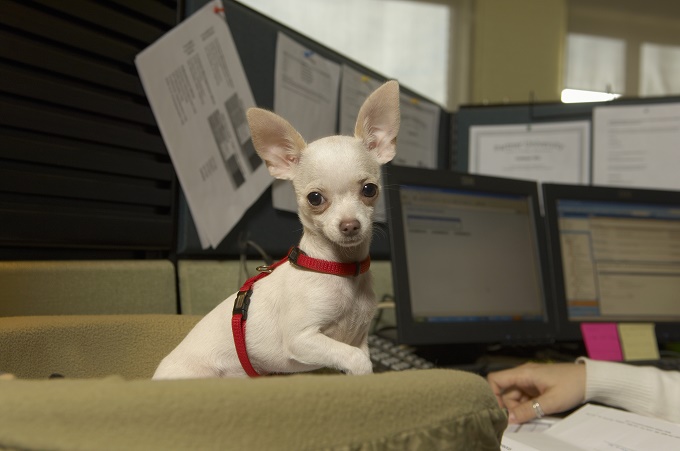 Offices can be comfy.