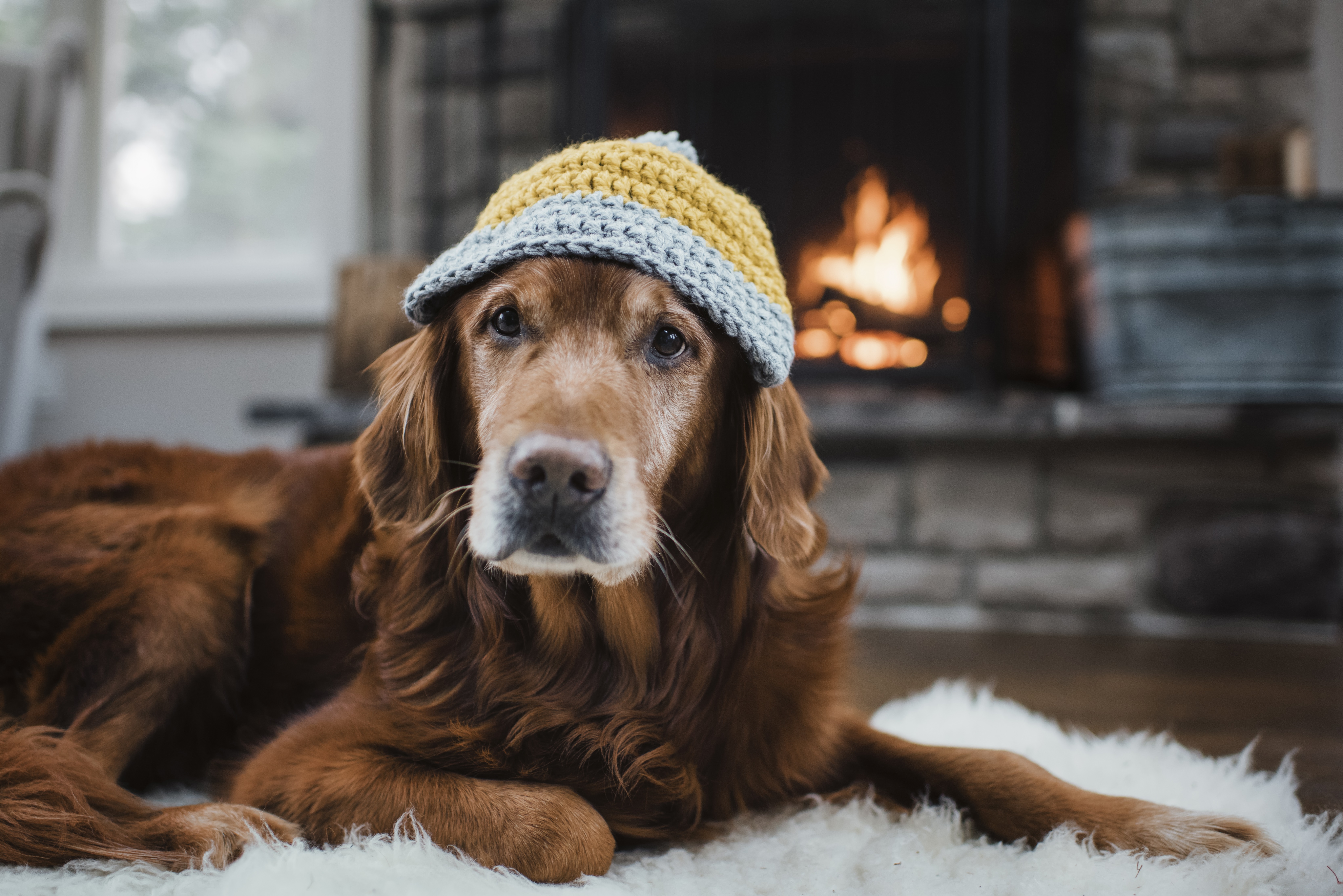 Dogs Staying Warm By The Fireplace