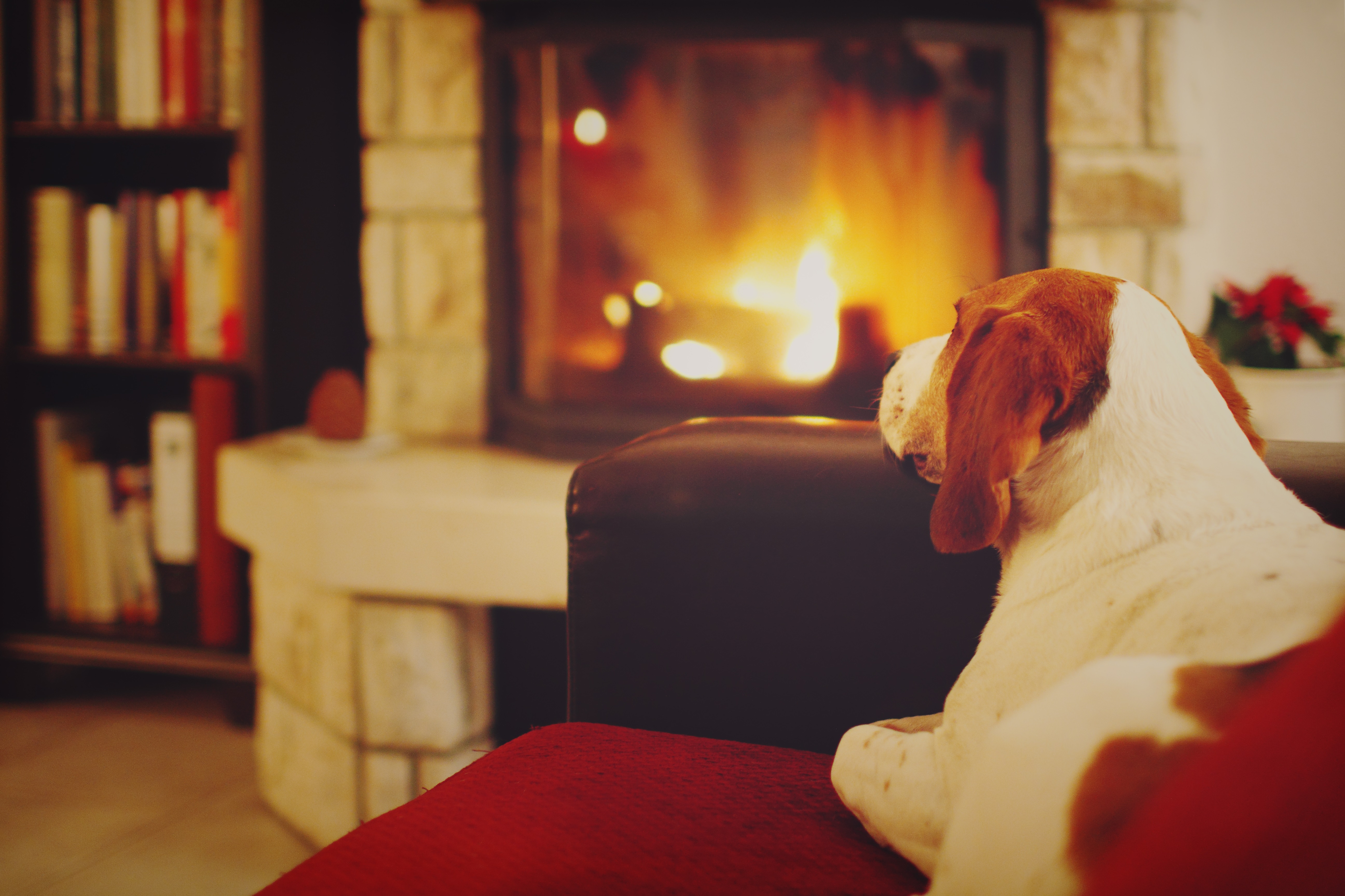 Dogs Staying Warm By The Fireplace