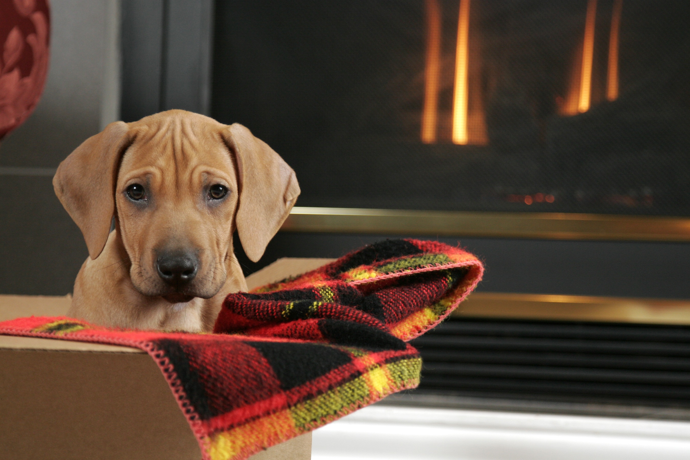 Dogs Staying Warm By The Fireplace