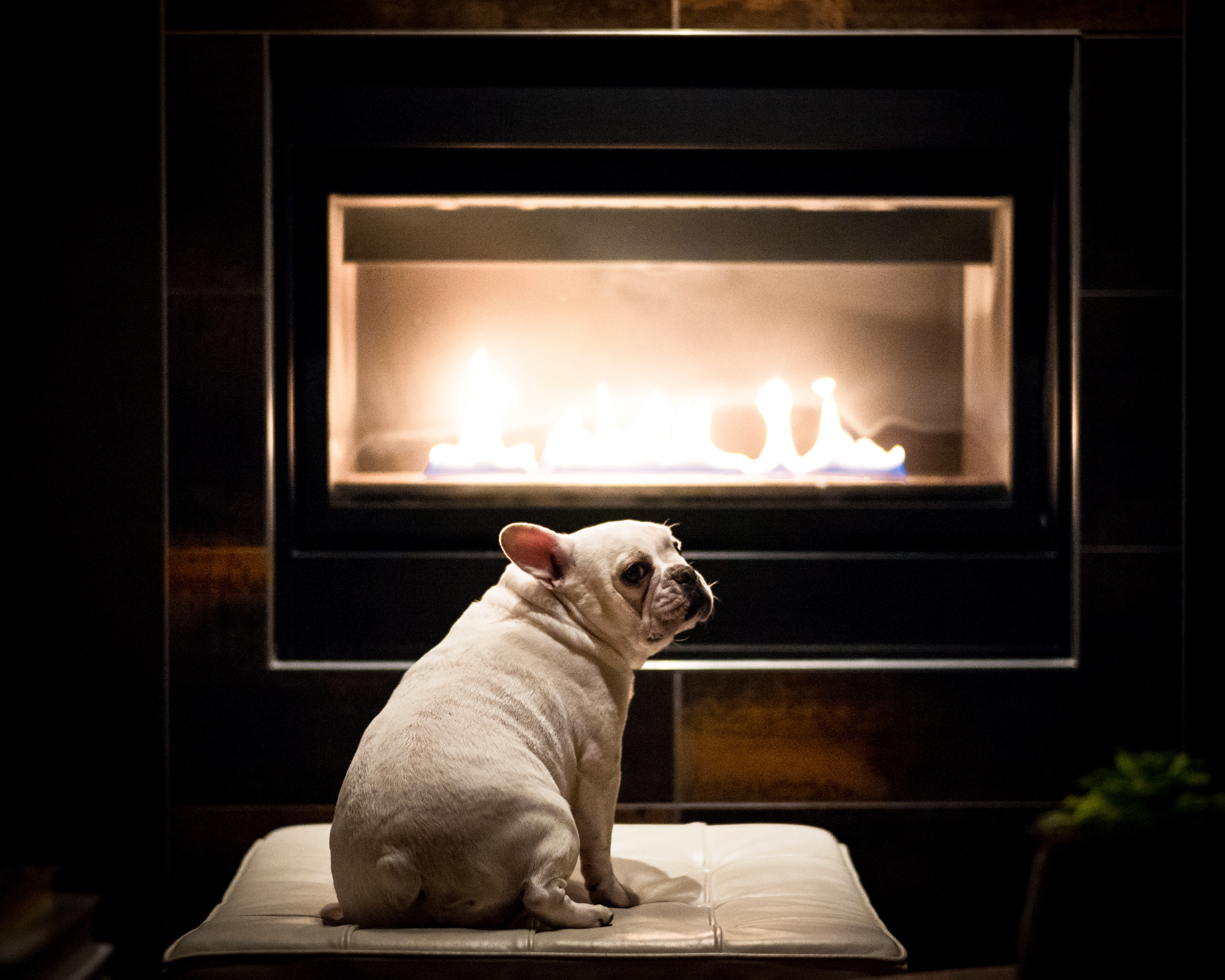 Dogs Staying Warm By The Fireplace