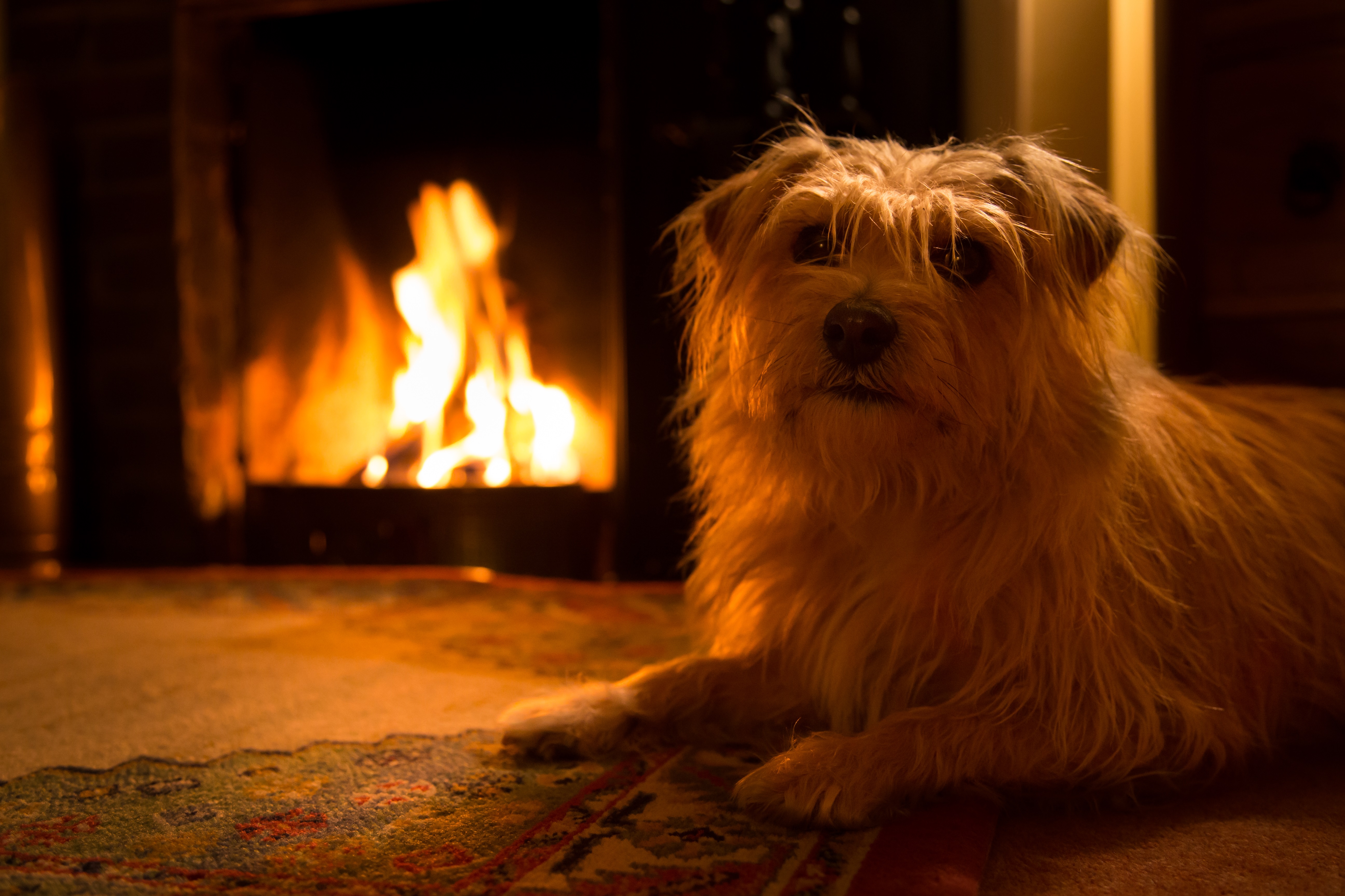 Dogs Staying Warm By The Fireplace