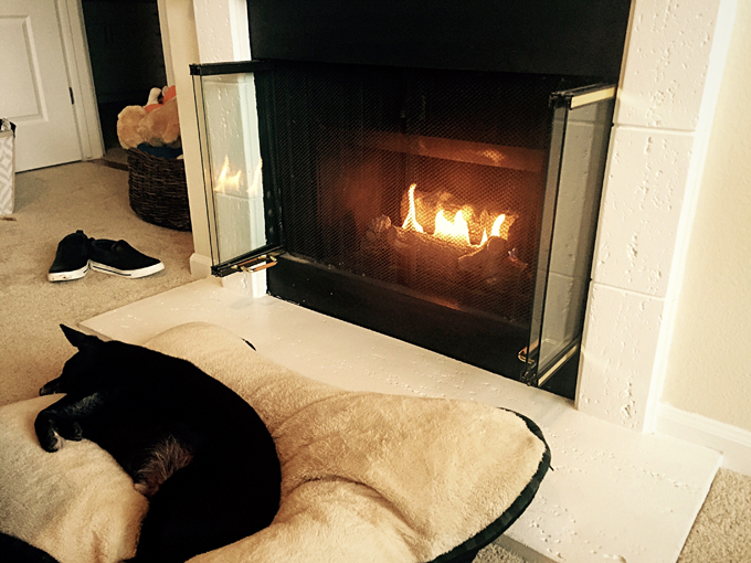 Dogs Staying Warm By The Fireplace